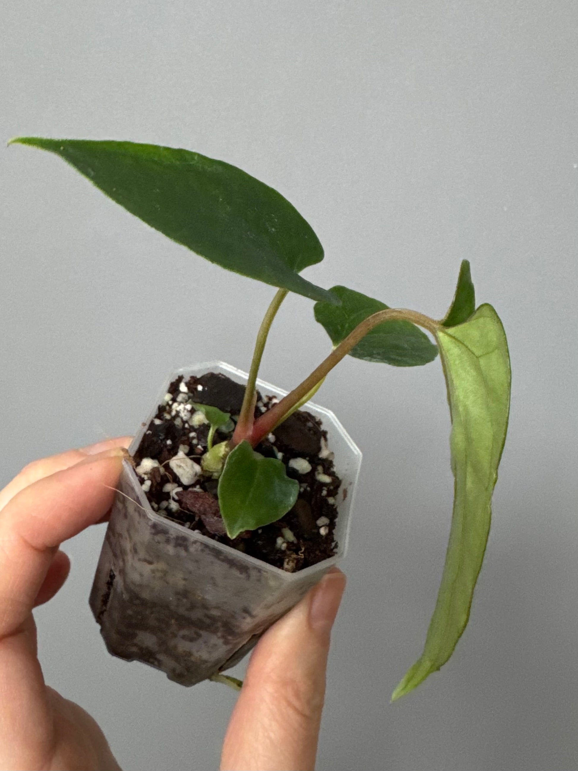 Anthurium papillilaminum Ralph Lynam xself (Dwane/nodeboi)