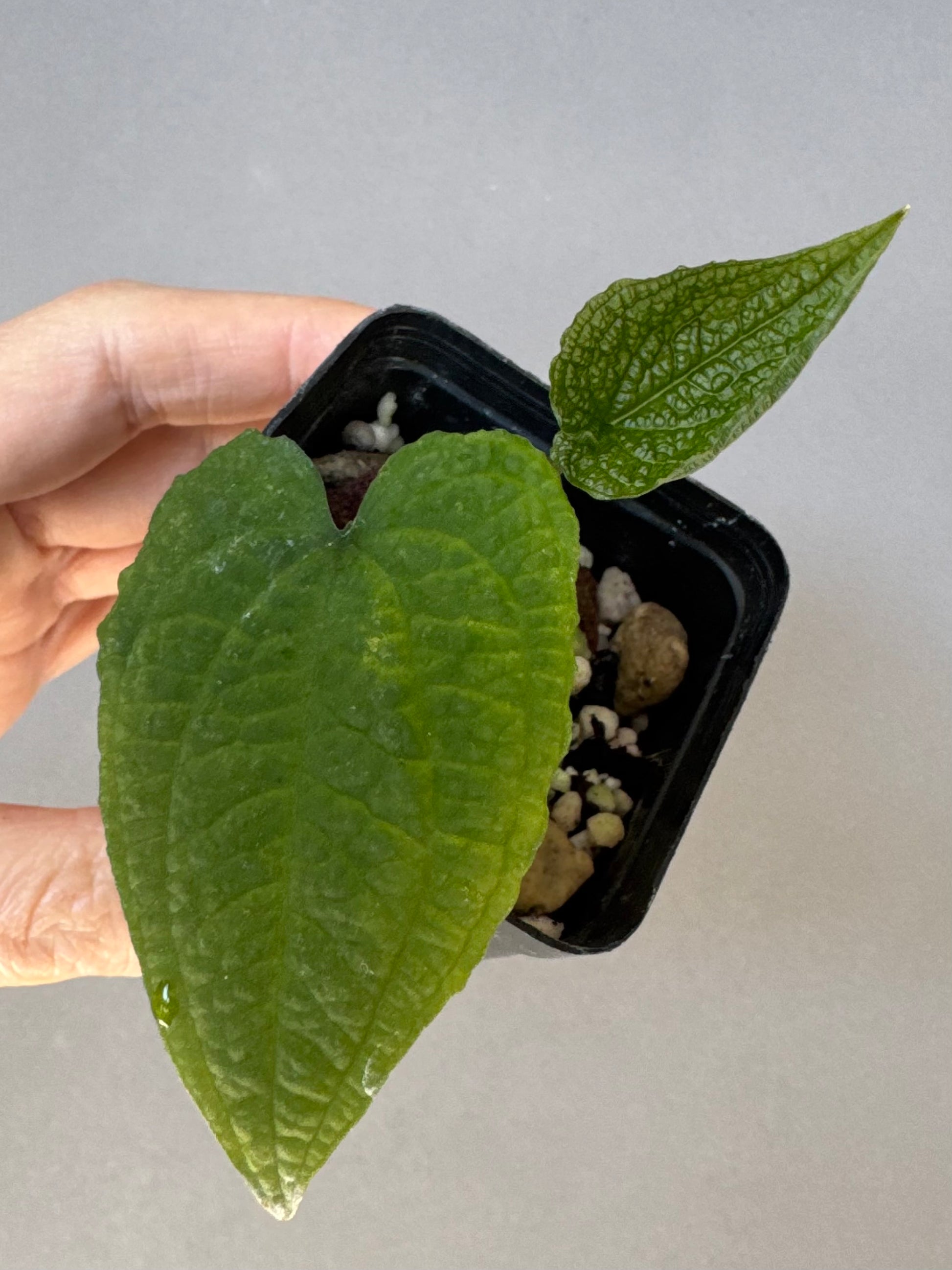 Anthurium clidemioides
