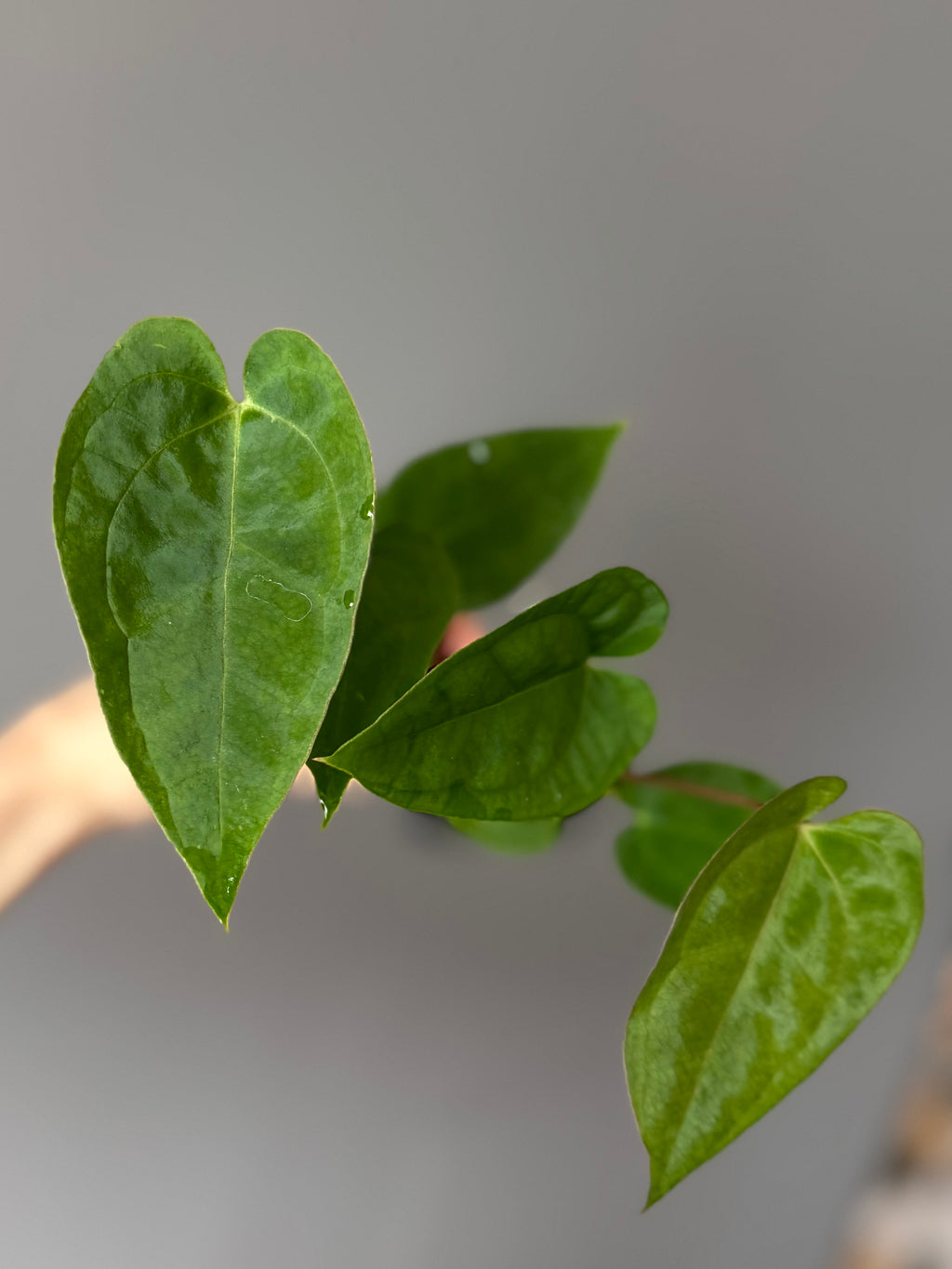 Anthurium crystallinum x papillilaminum