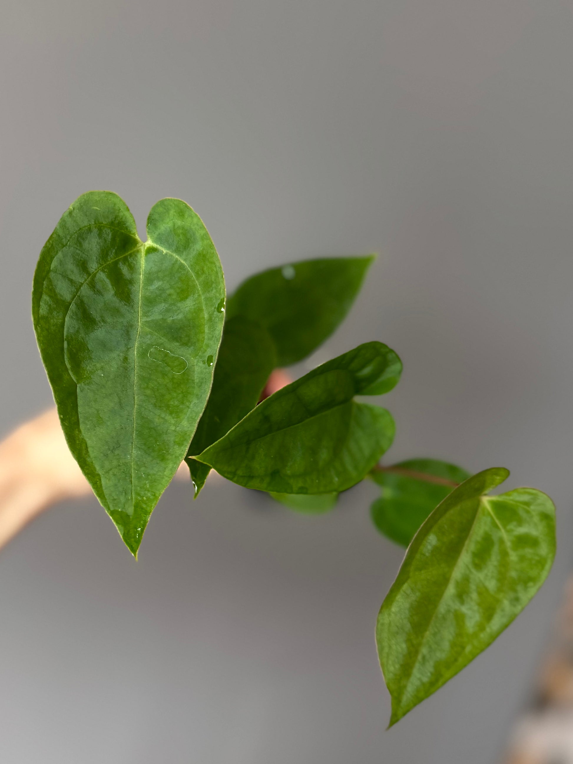Anthurium crystallinum x papillilaminum