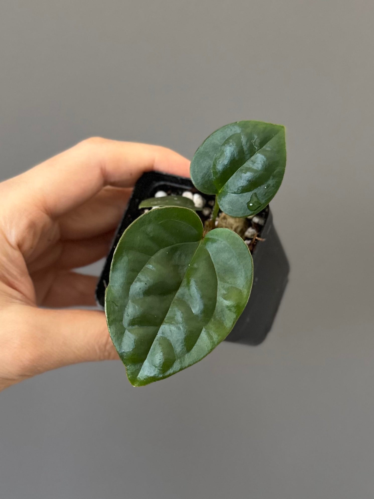 Anthurium ZxM x luxurians
