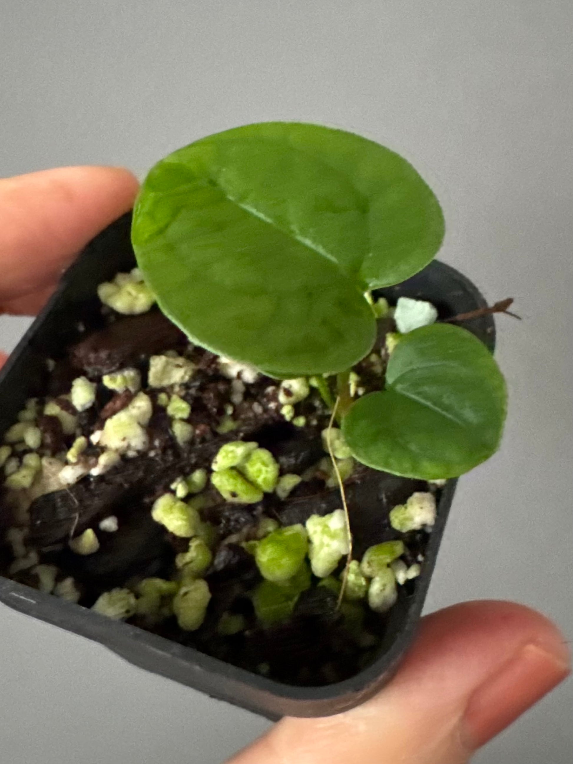 Anthurium AOS x forgetii dark