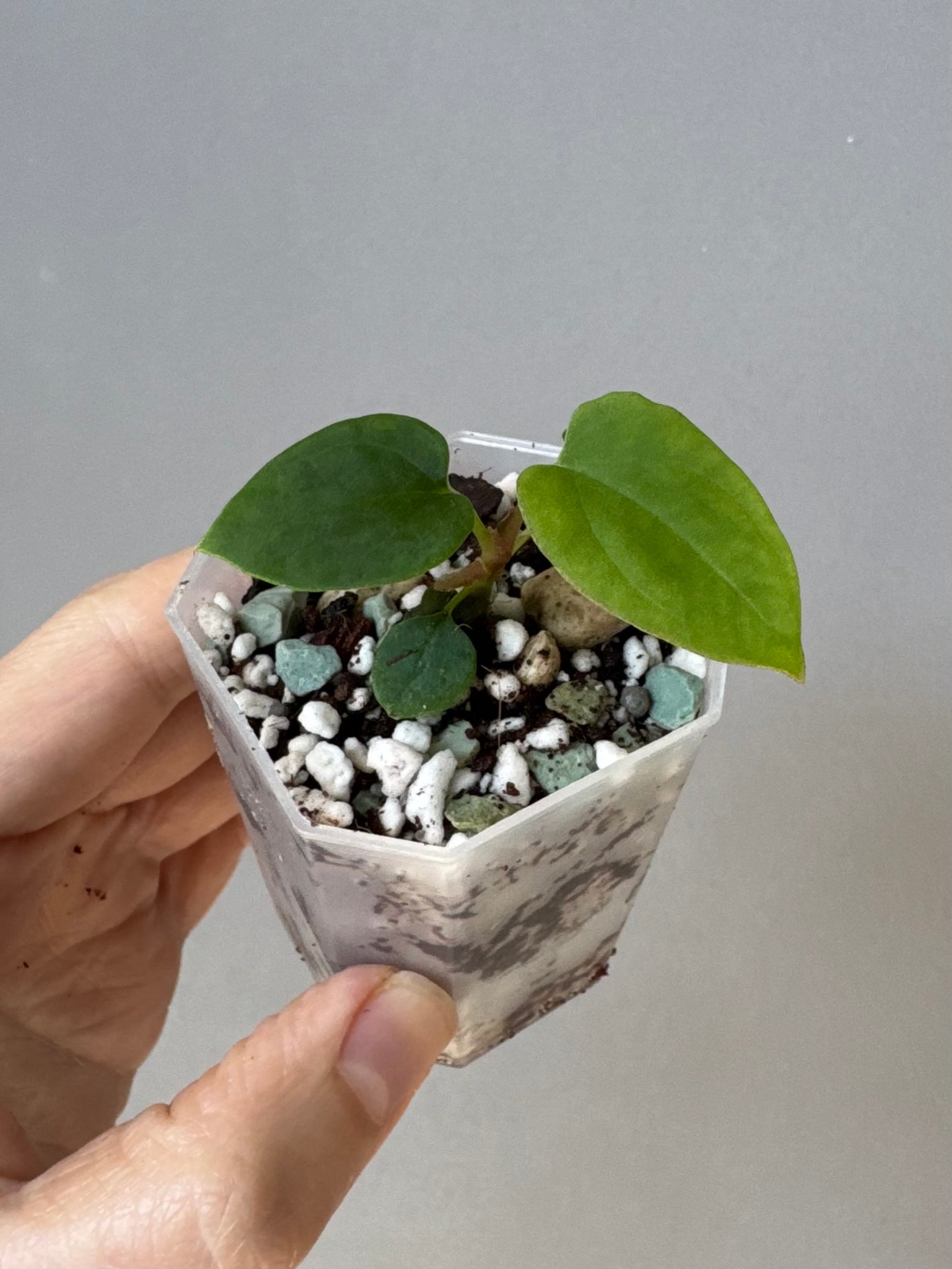 Anthurium Antolakii/ BVEP (Round x Felix) X Felix (Justin Jones / createdinagarden)