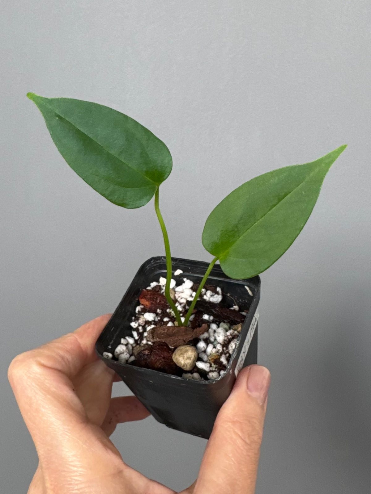 Anthurium CrystallinumX x Indo Portillae