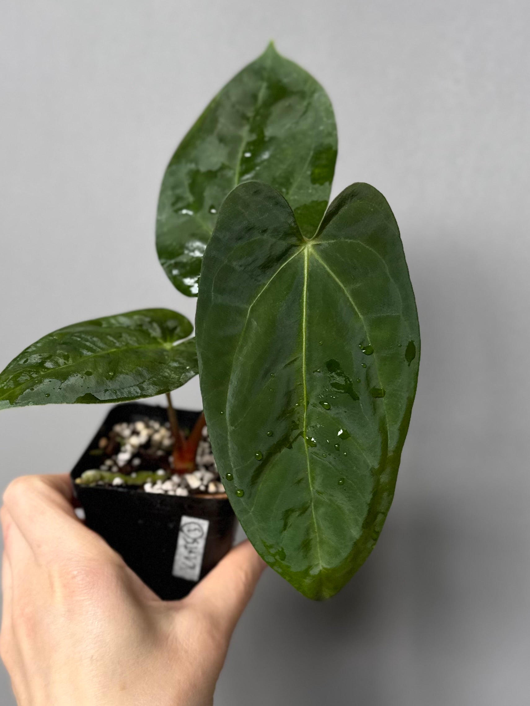 Papillilaminum K1xT5 #3