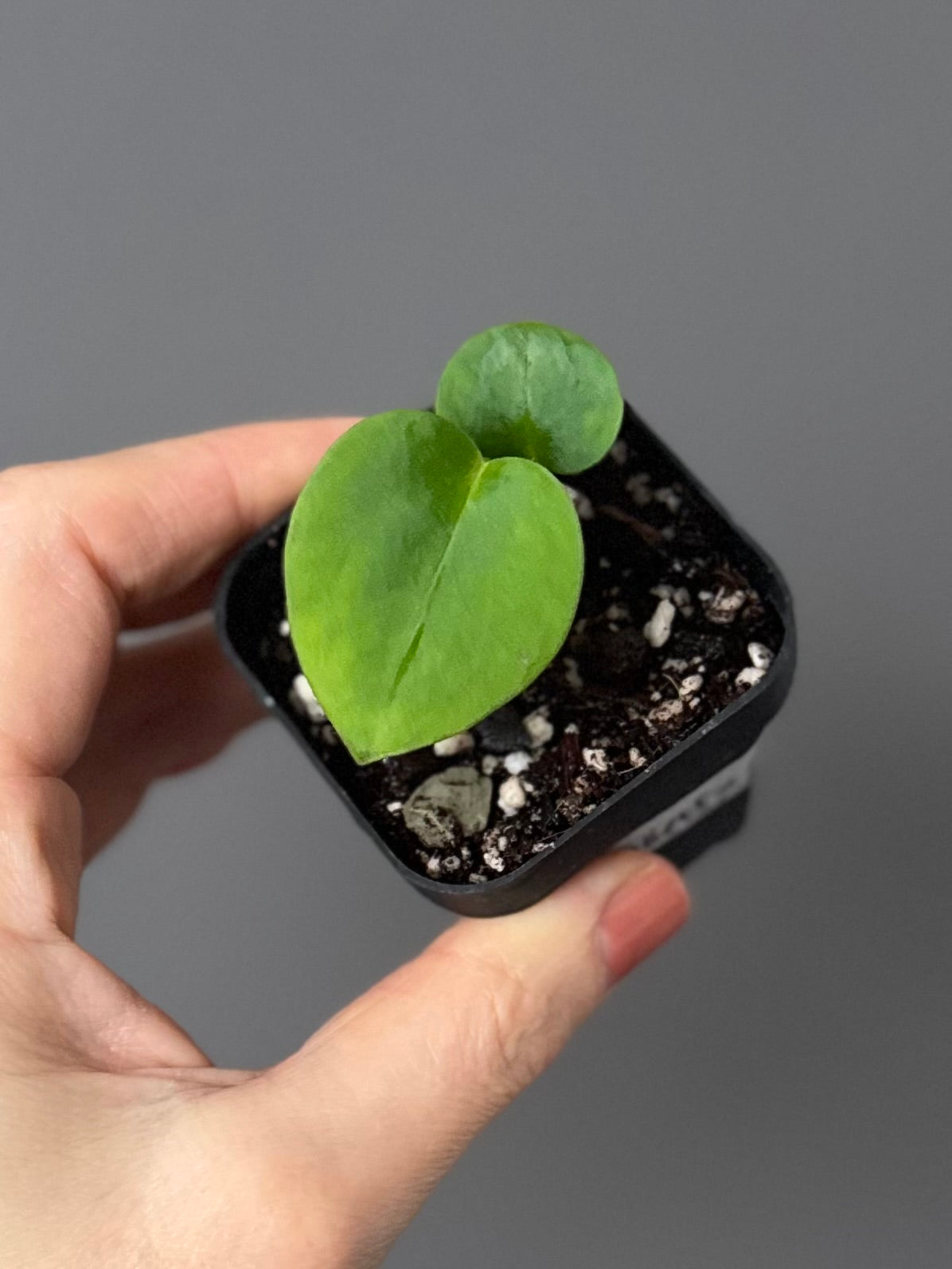 Anthurium (Papillilaminum Daniel x Besseae aff.) x  (NSE Red Crystallinum x Carlablackiae)