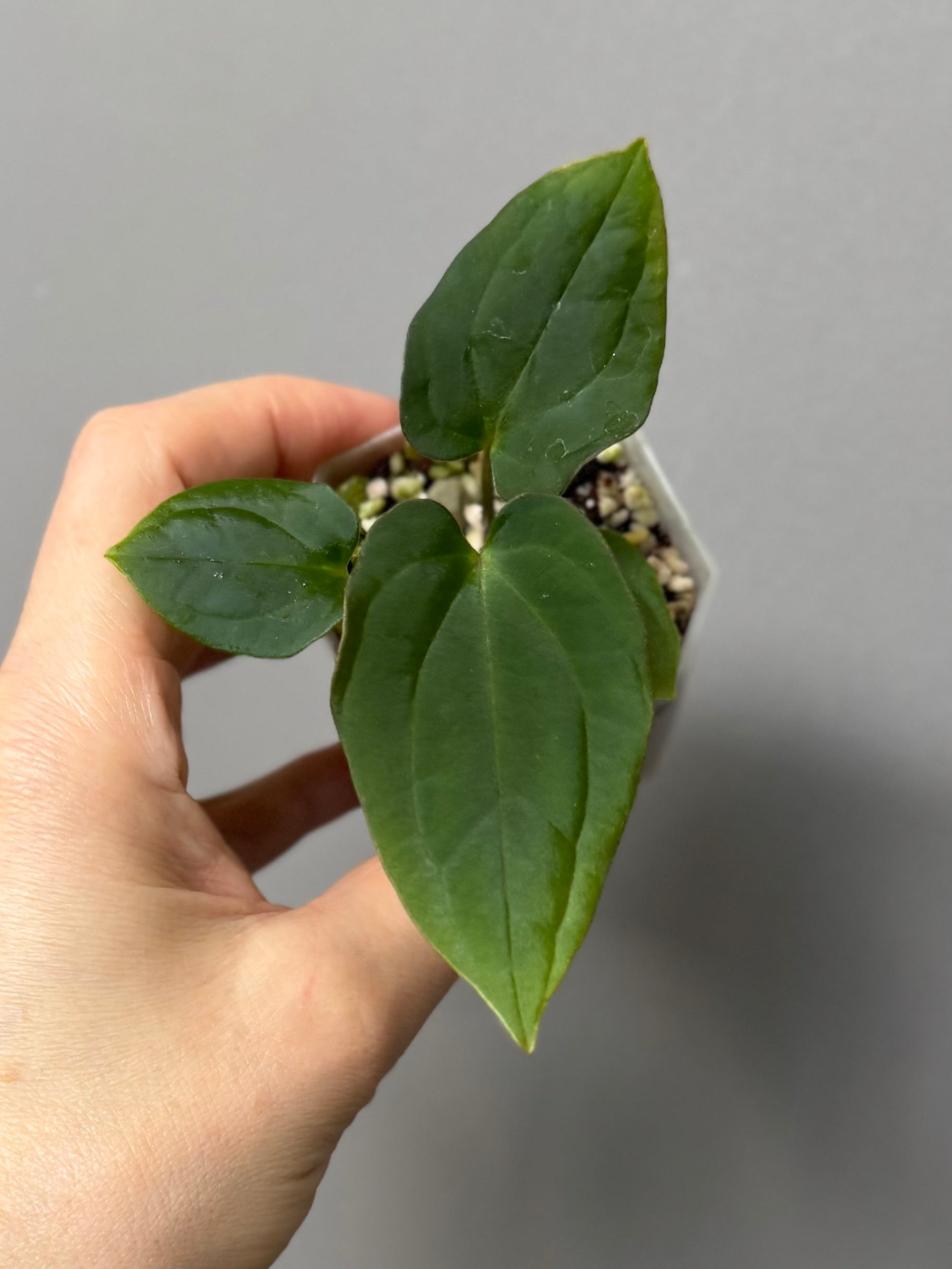 Anthurium BVEP x (Red Crystallinum x BVEP)