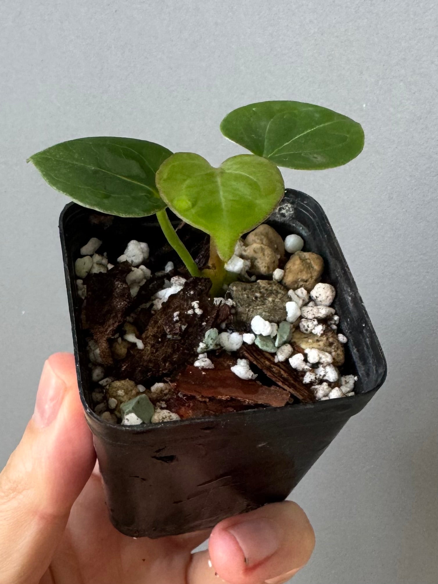 Anthurium King of Spades KOS/HU (#1)