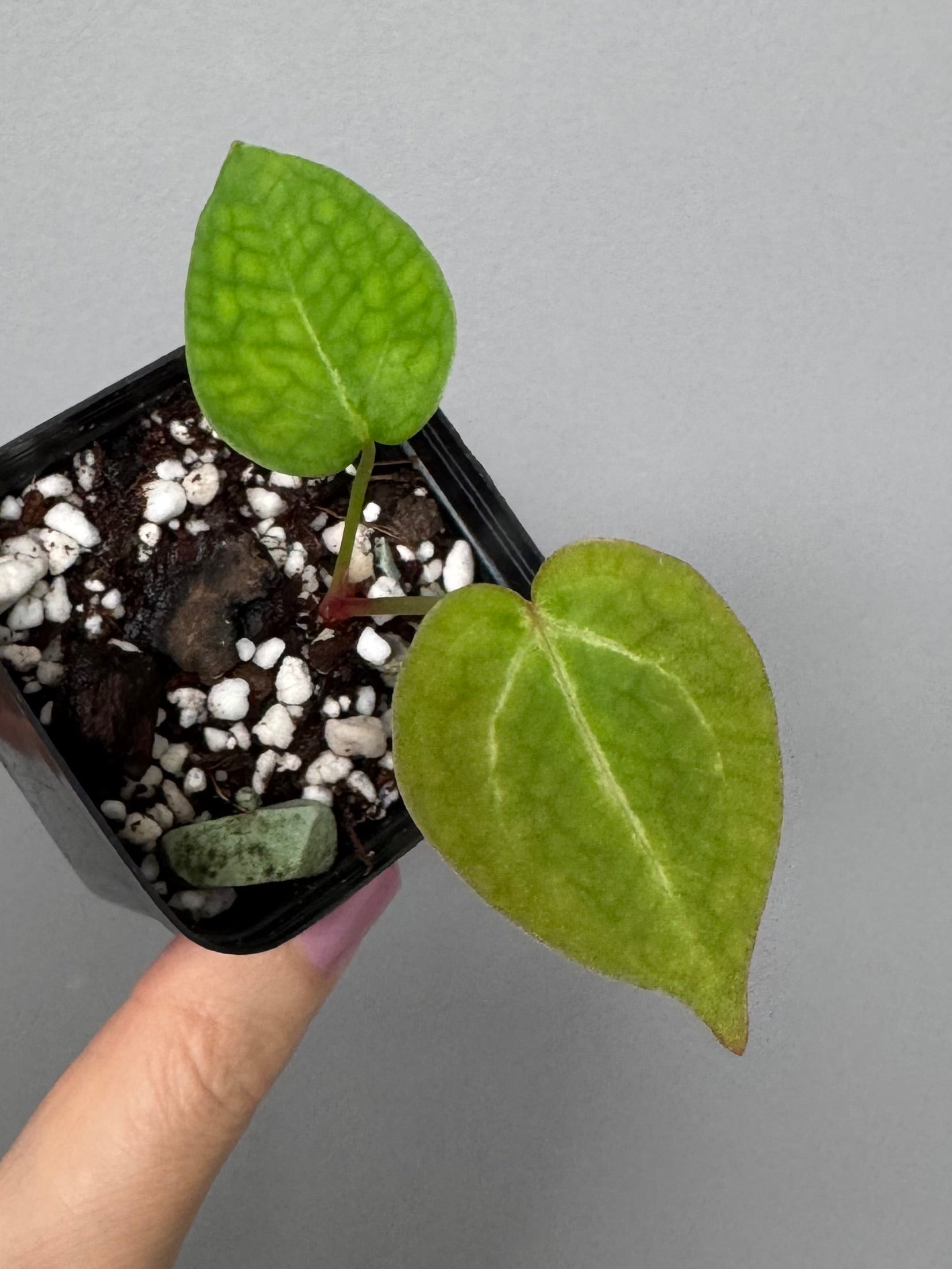 Anthurium Silver Blush x NSE CarlablackiaeX