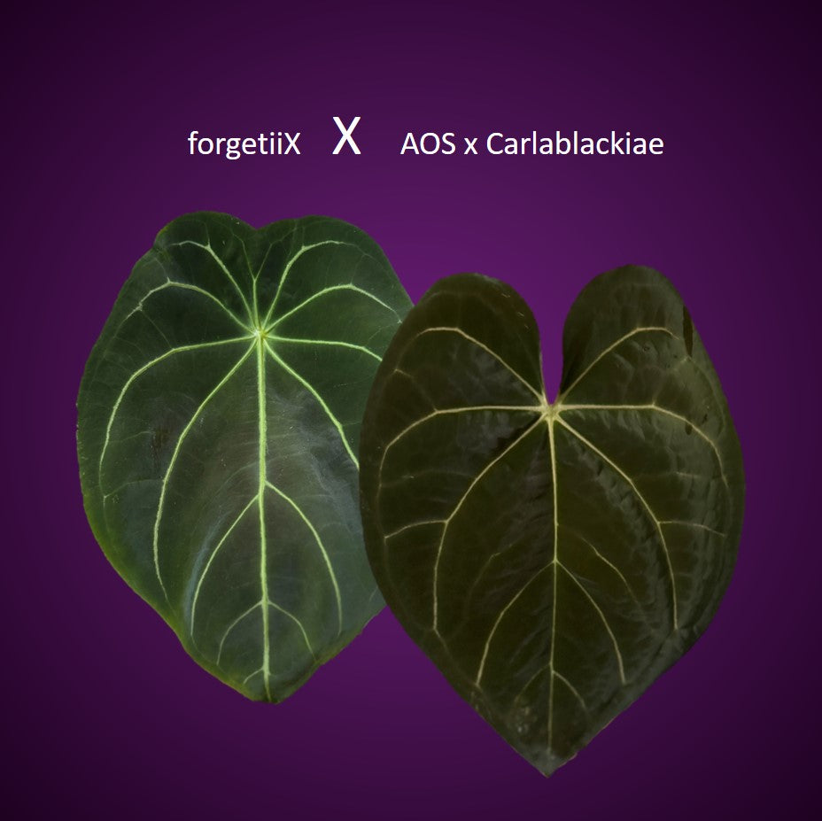 *NEW* Forgetii Hybrid x  (AOS x Carlablackiae) - gekeimte Samen