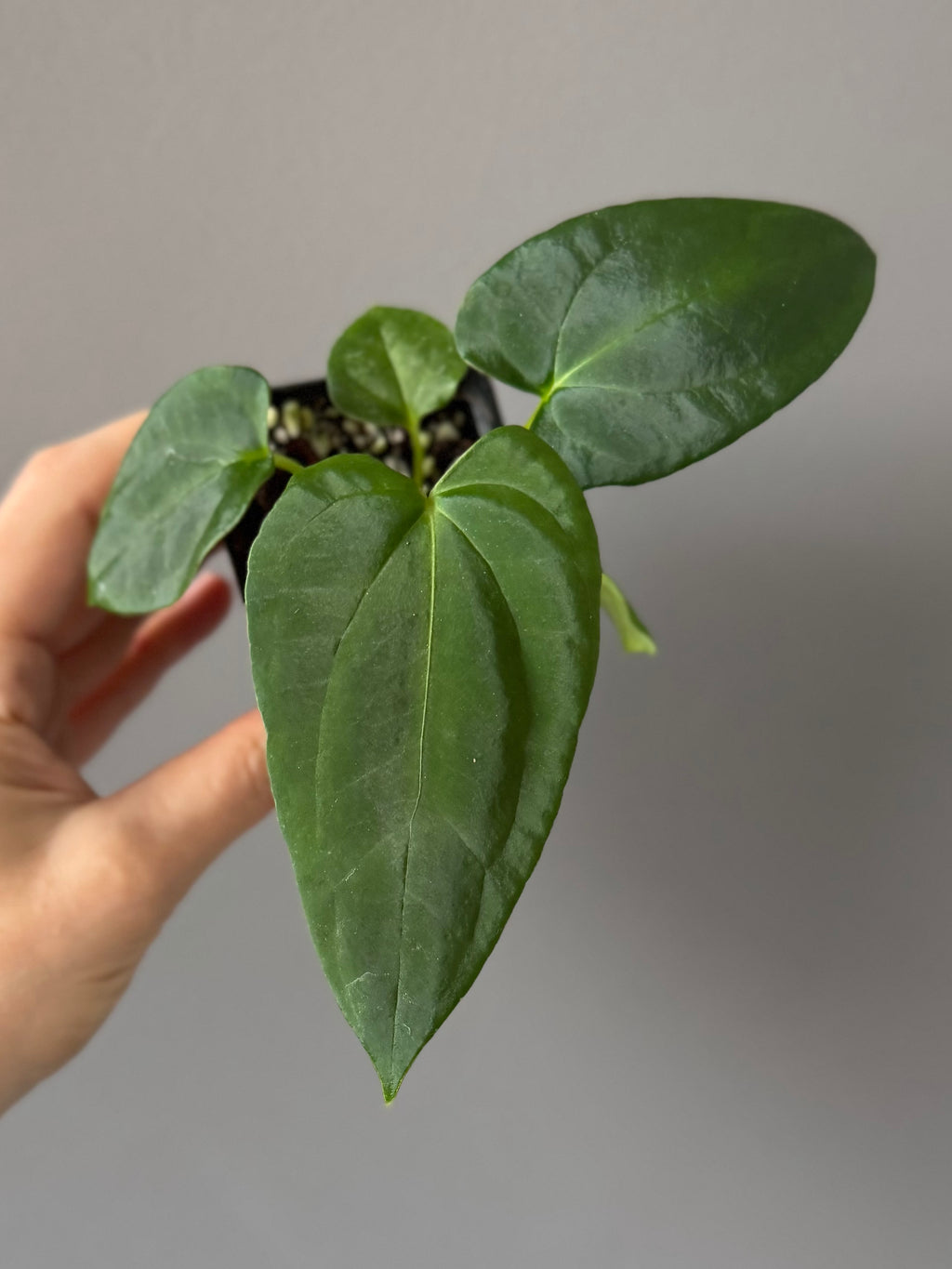 Anthurium (NoID x Papi Indo #2) x  (NoID x Papi Indo #1)