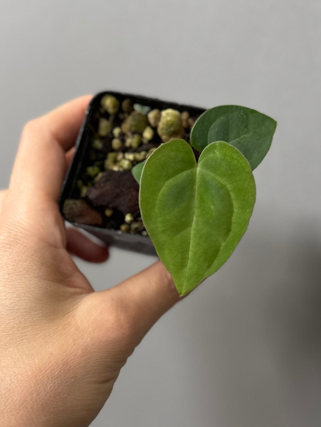 Anthurium AOS df Tezula x Carlablackiae