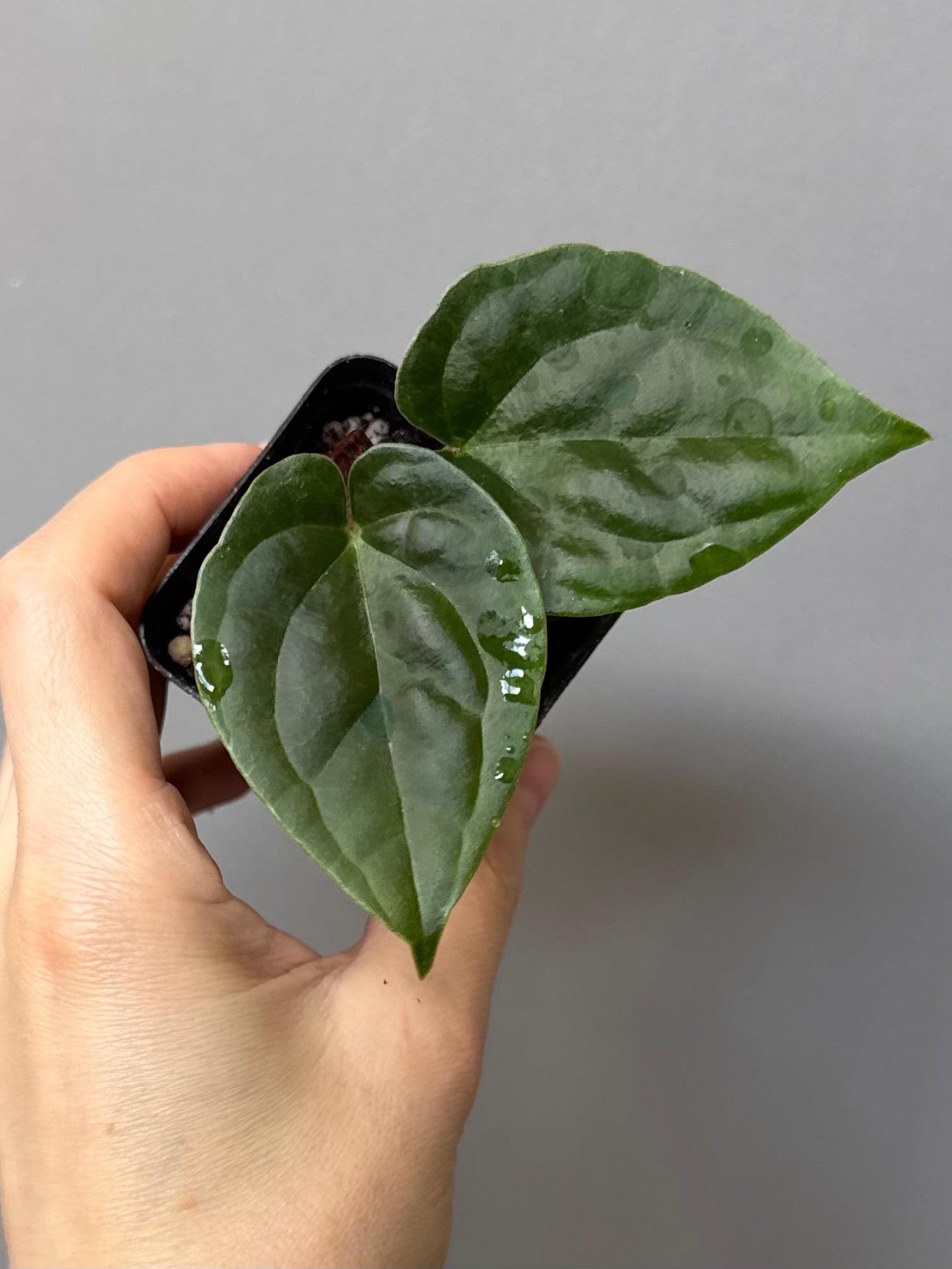 Anthurium (Besseae aff. x warocqueanum) x luxurians