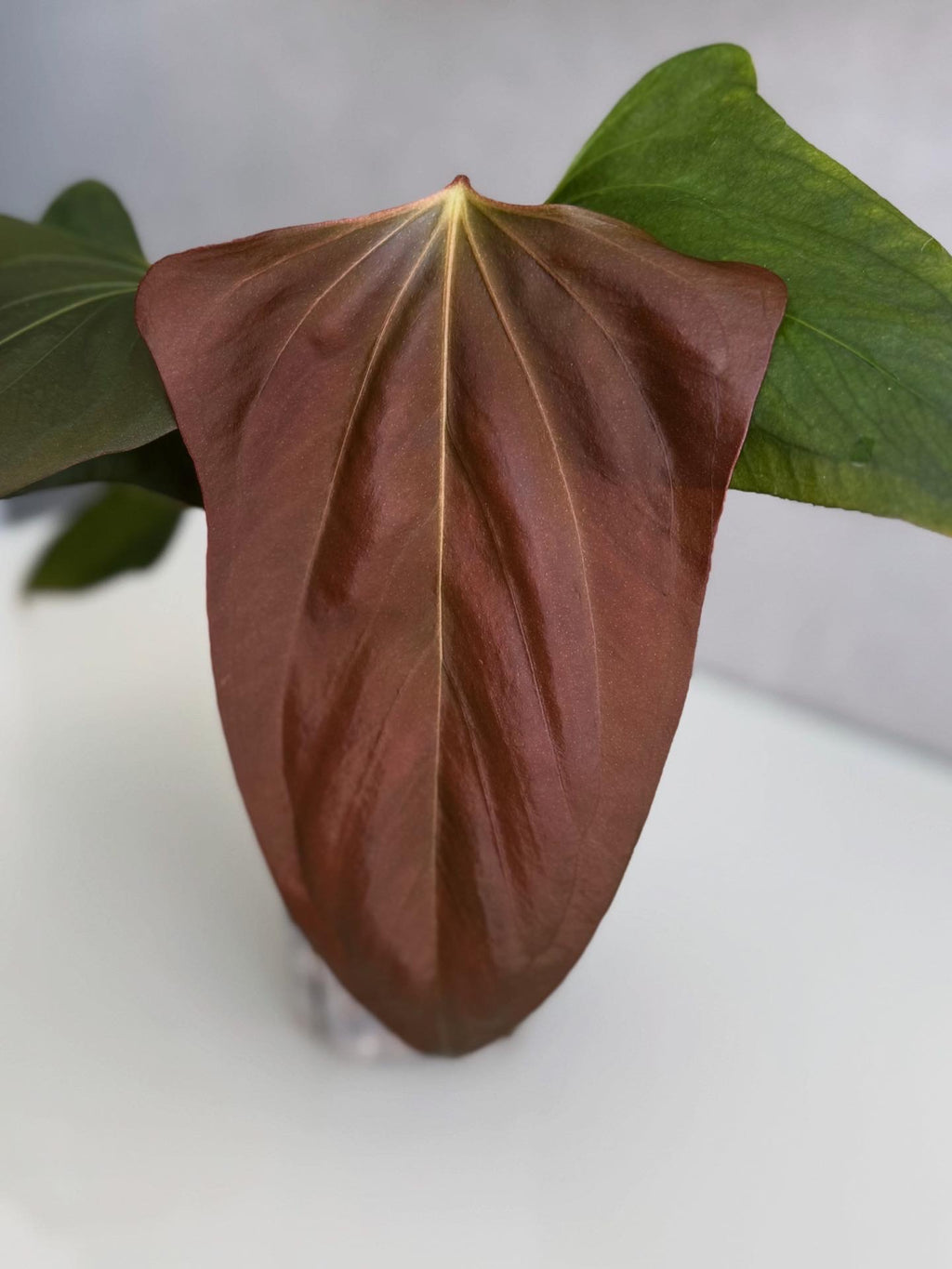 Anthurium Black War (Black Sweet x warocqueanum, von diamondplants_)