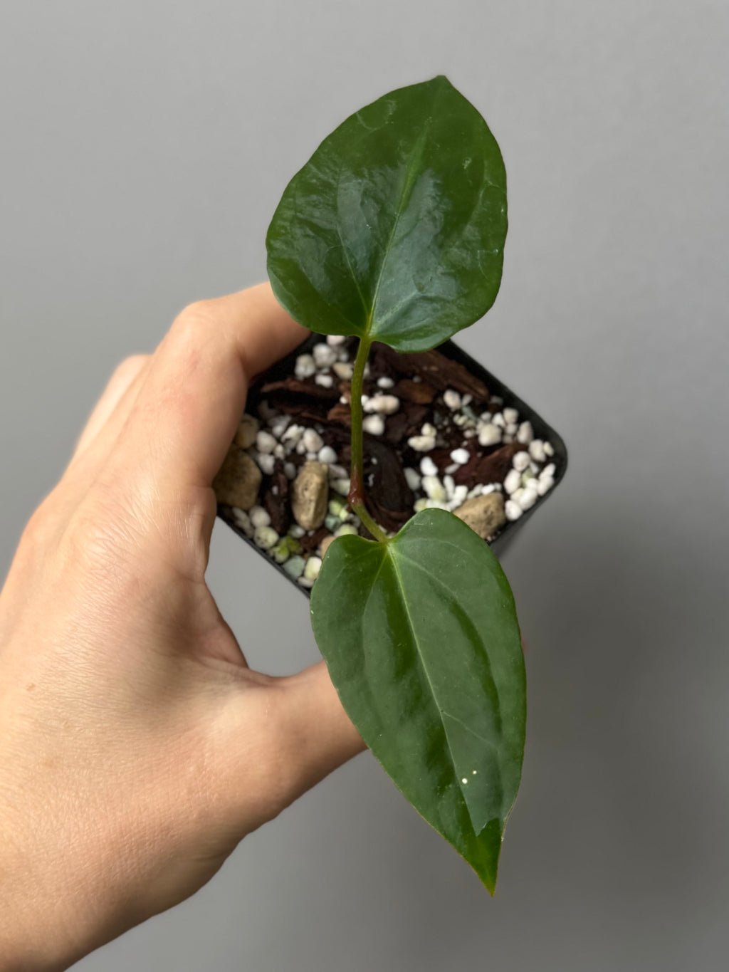 Anthurium Mr. Worldwide x (RG dress x Carla ‘Amanda’) (#2)
