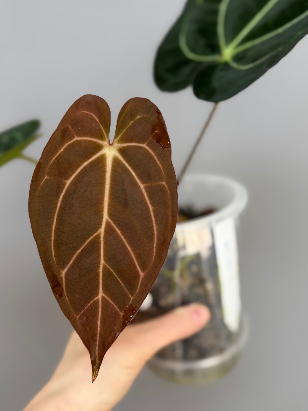 Anthurium NoID
