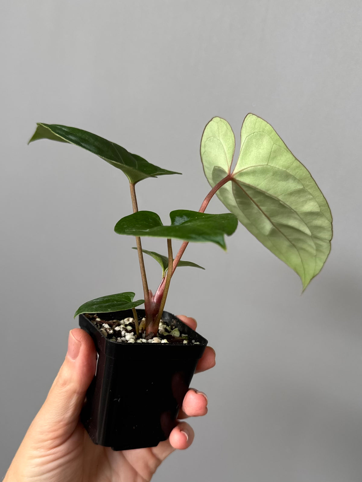 Anthurium Besseae aff. x RVDP