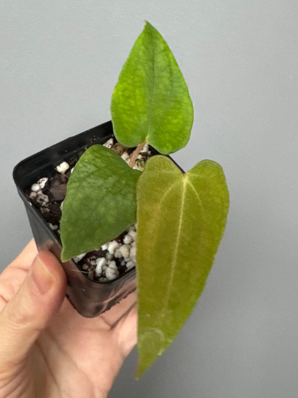 Anthurium papillilaminum Fort Sherman x Ralph Lynam (Jay Vannini clone)