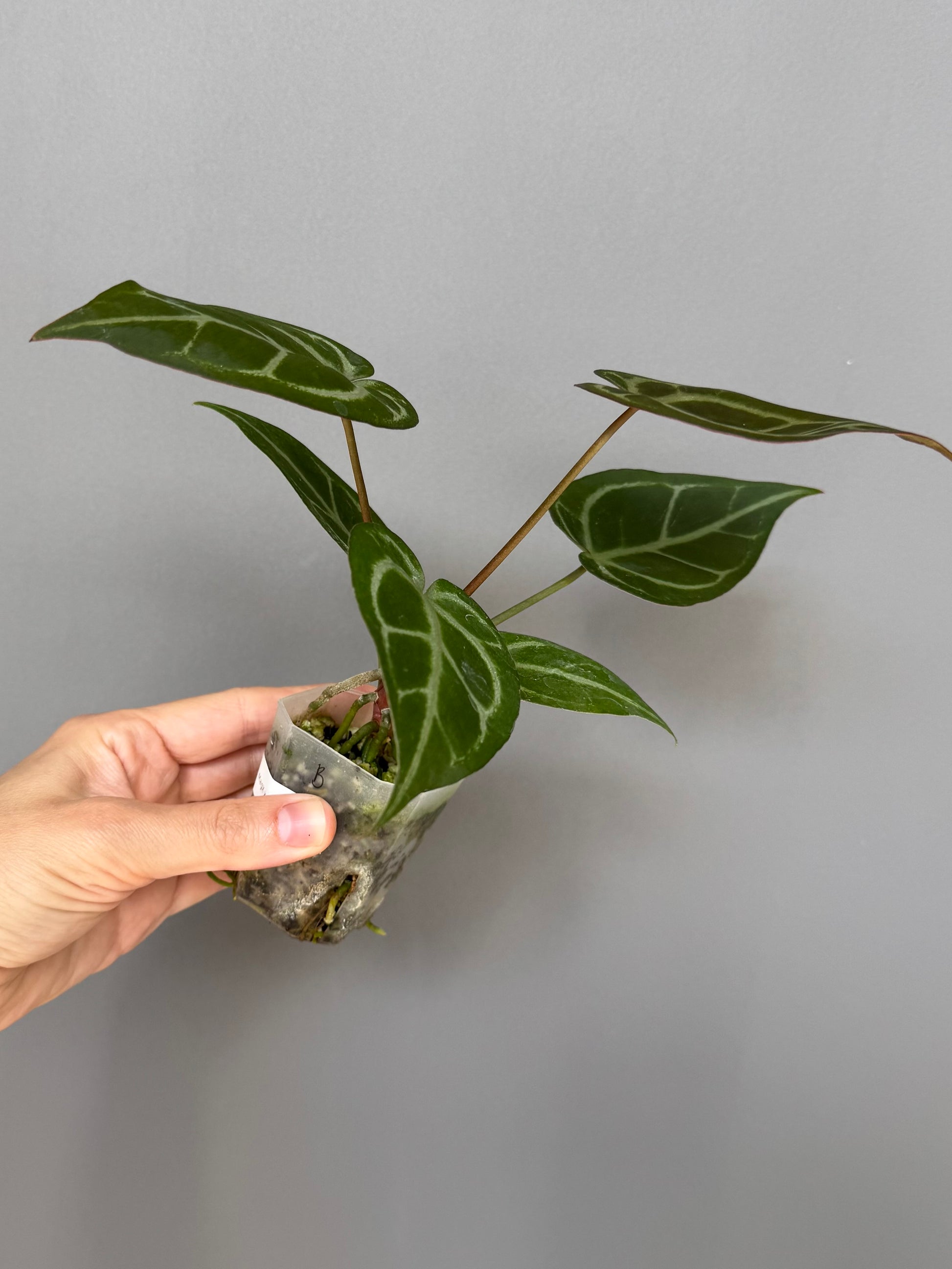 Anthurium ((magnificum x crystallinum) x NoID) X M - Plant B