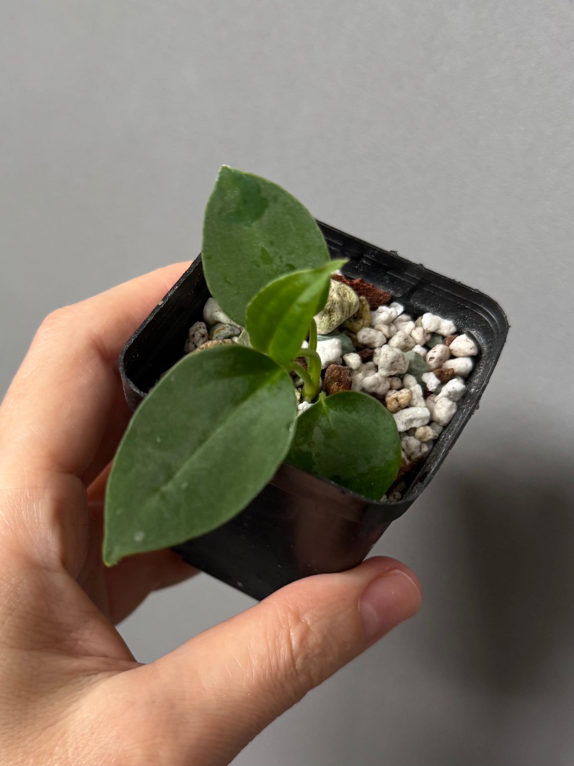 (Papillilaminum Daniel x Besseae aff.) x warocqueanum (seedling 3)