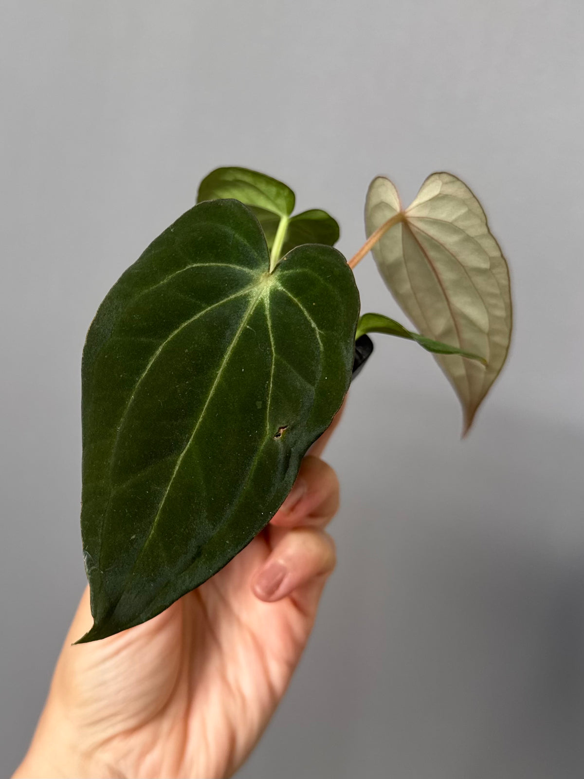 Anthurium ((RG Dressleri x Carlablackiae)xBVEP) X Carlablackiae C1 (‘Noir’)