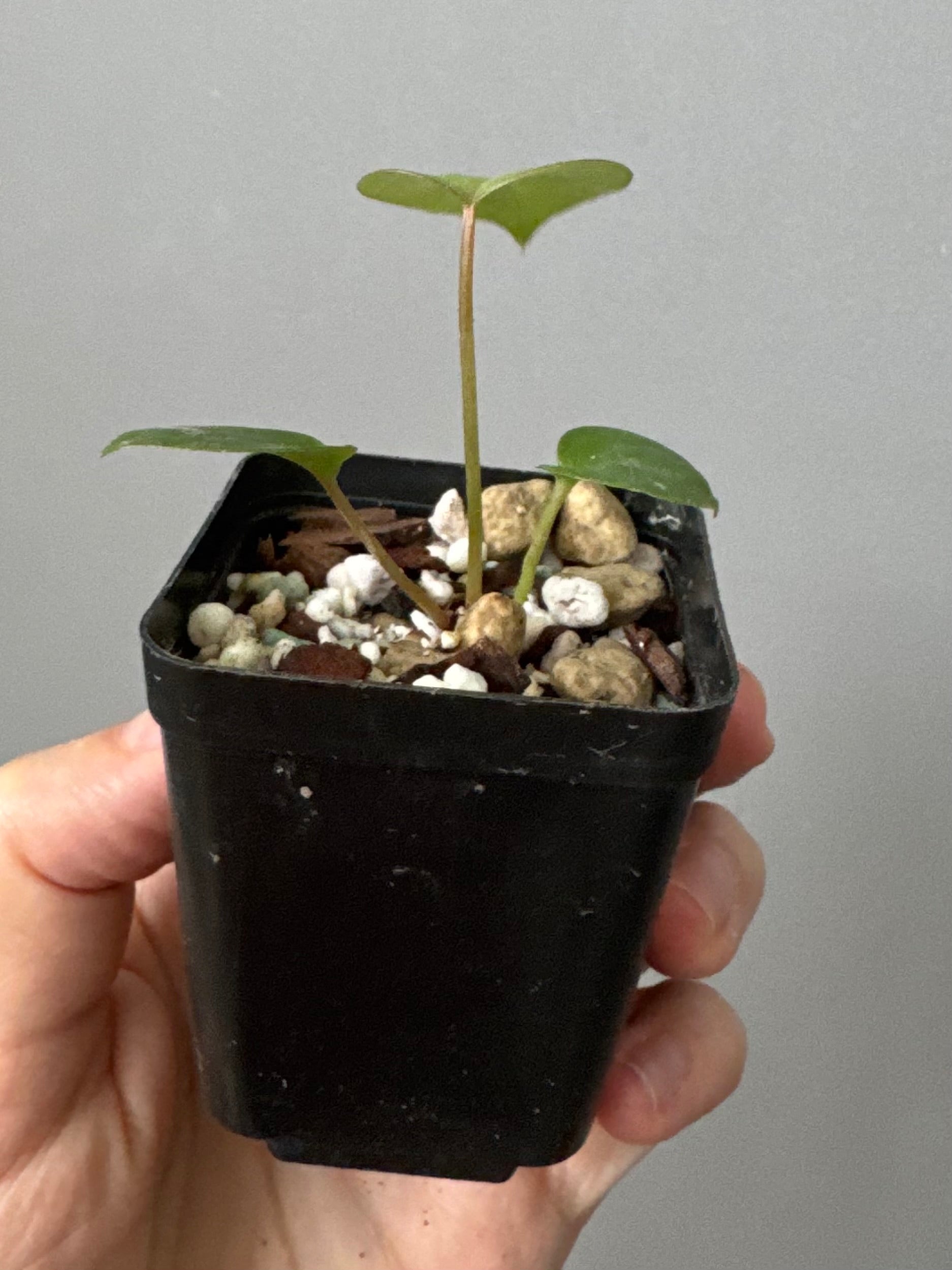 Anthurium CV Carmesim x ZxM