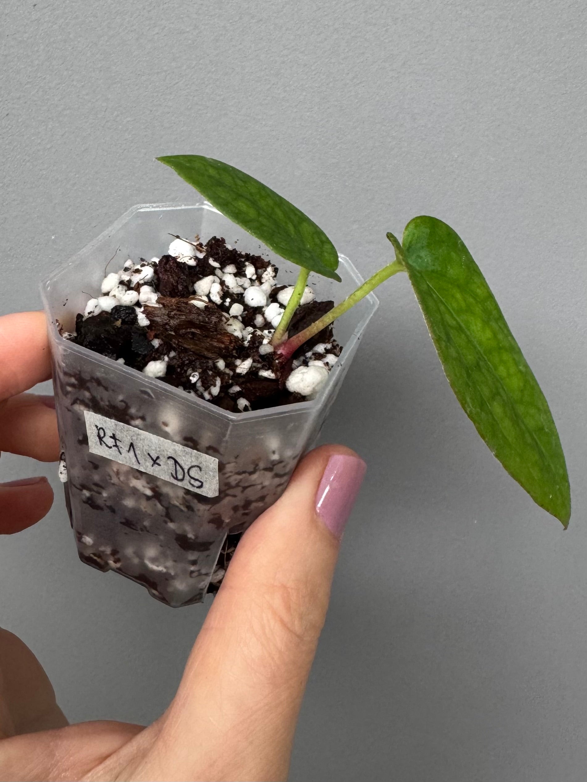 Anthurium BVEP RF1 x Dark Star (Grant)