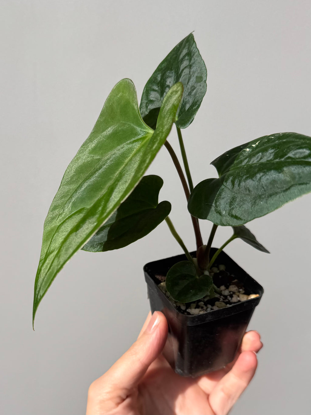 Anthurium ((BVEP x Portillae Dorito) x (Dark Phoenix x Goliath)) x (Fort Sherman x RVDP)