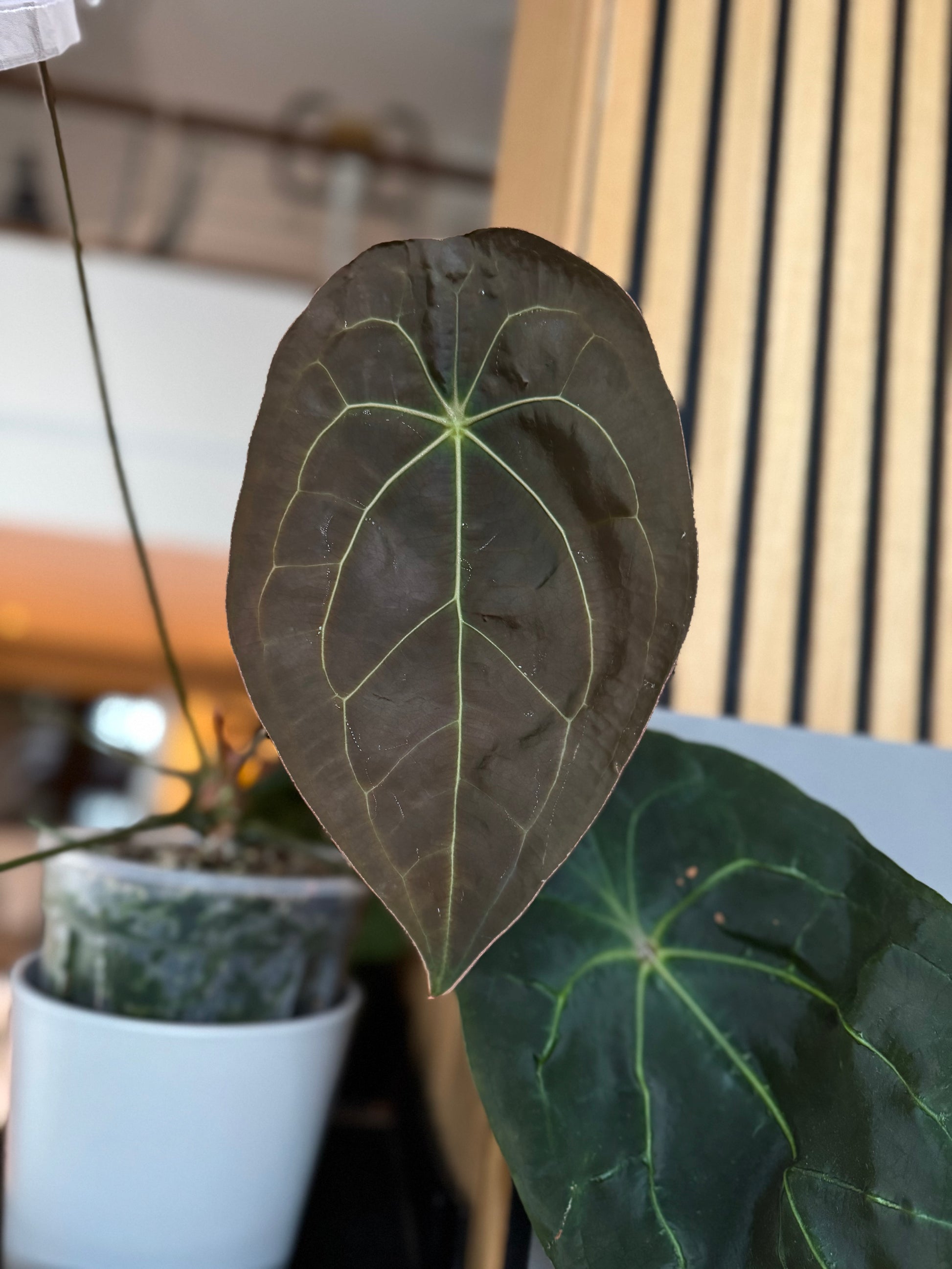 Anthurium (AOS x forgetii) x (NSE Red Crystallinum x carlablackiae)- germinated seeds