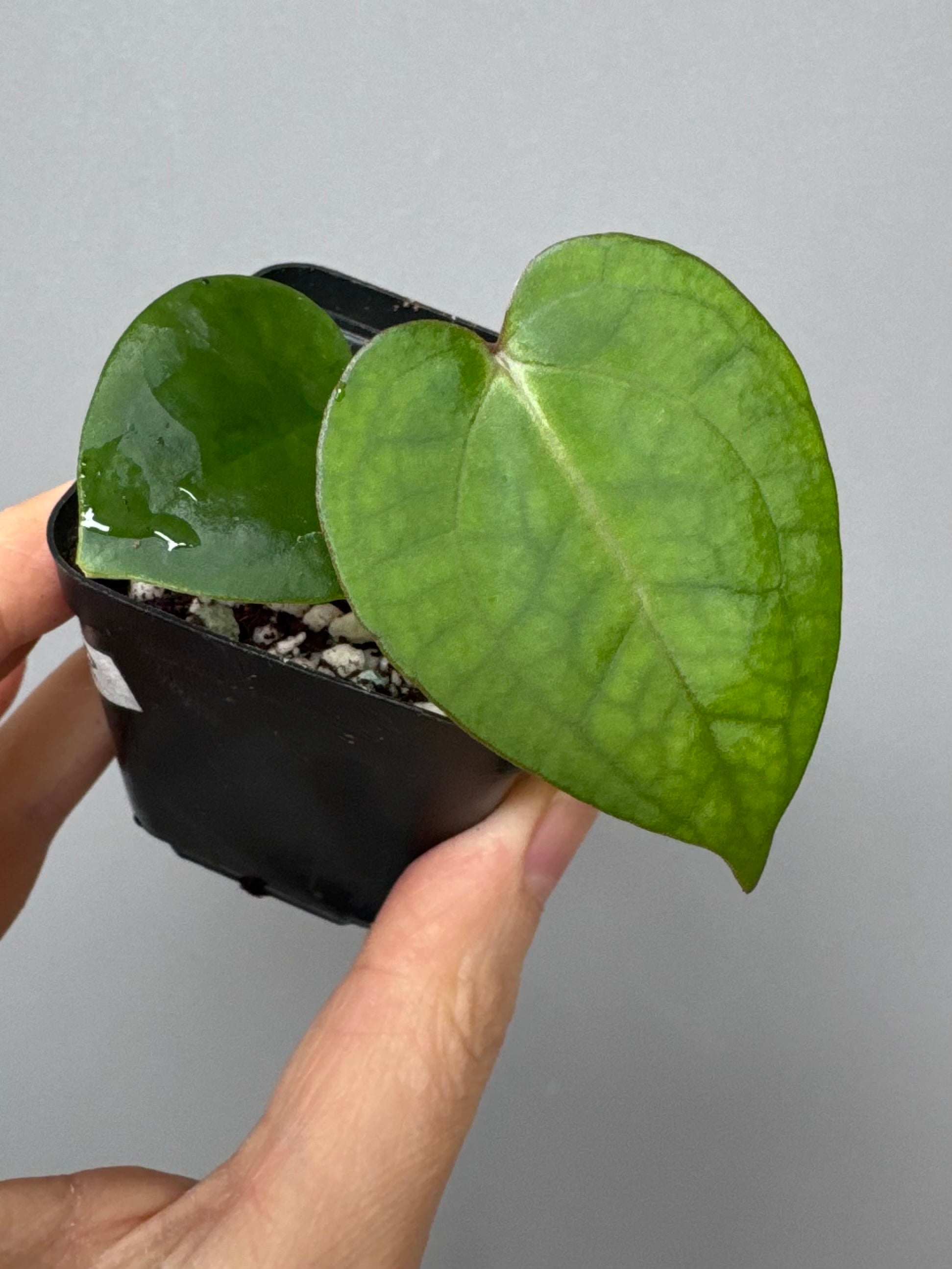 Anthurium (NSE Red Crystallinum x Carla) x RVDP