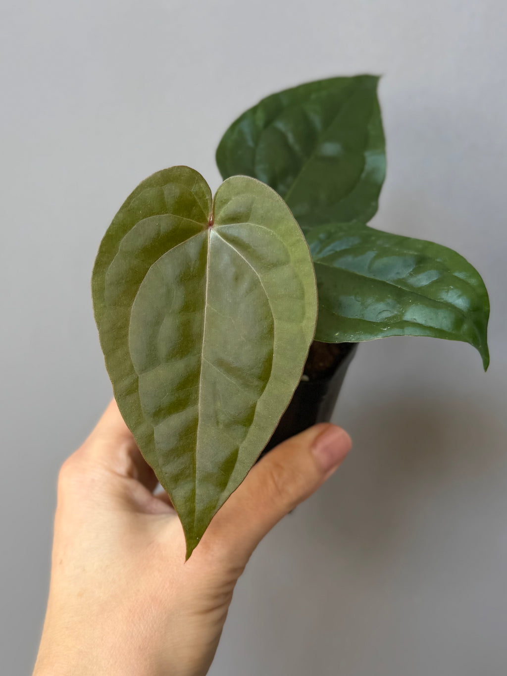 Anthurium ZxM x luxurians