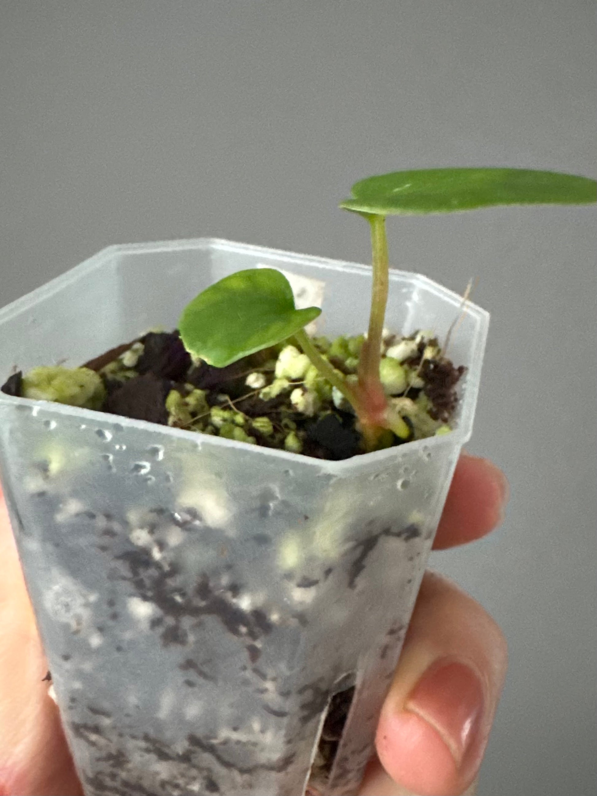 Anthurium RG dressleri x Carlablackiae District