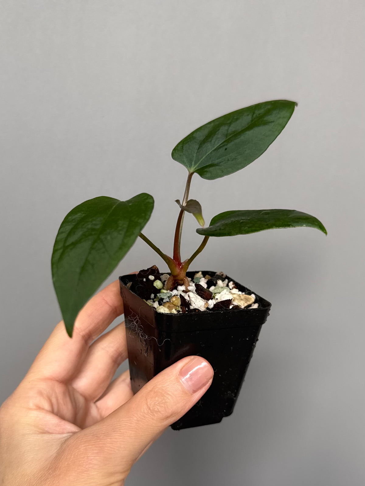 Anthurium portillae ‚Dorito‘ Klon Ableger