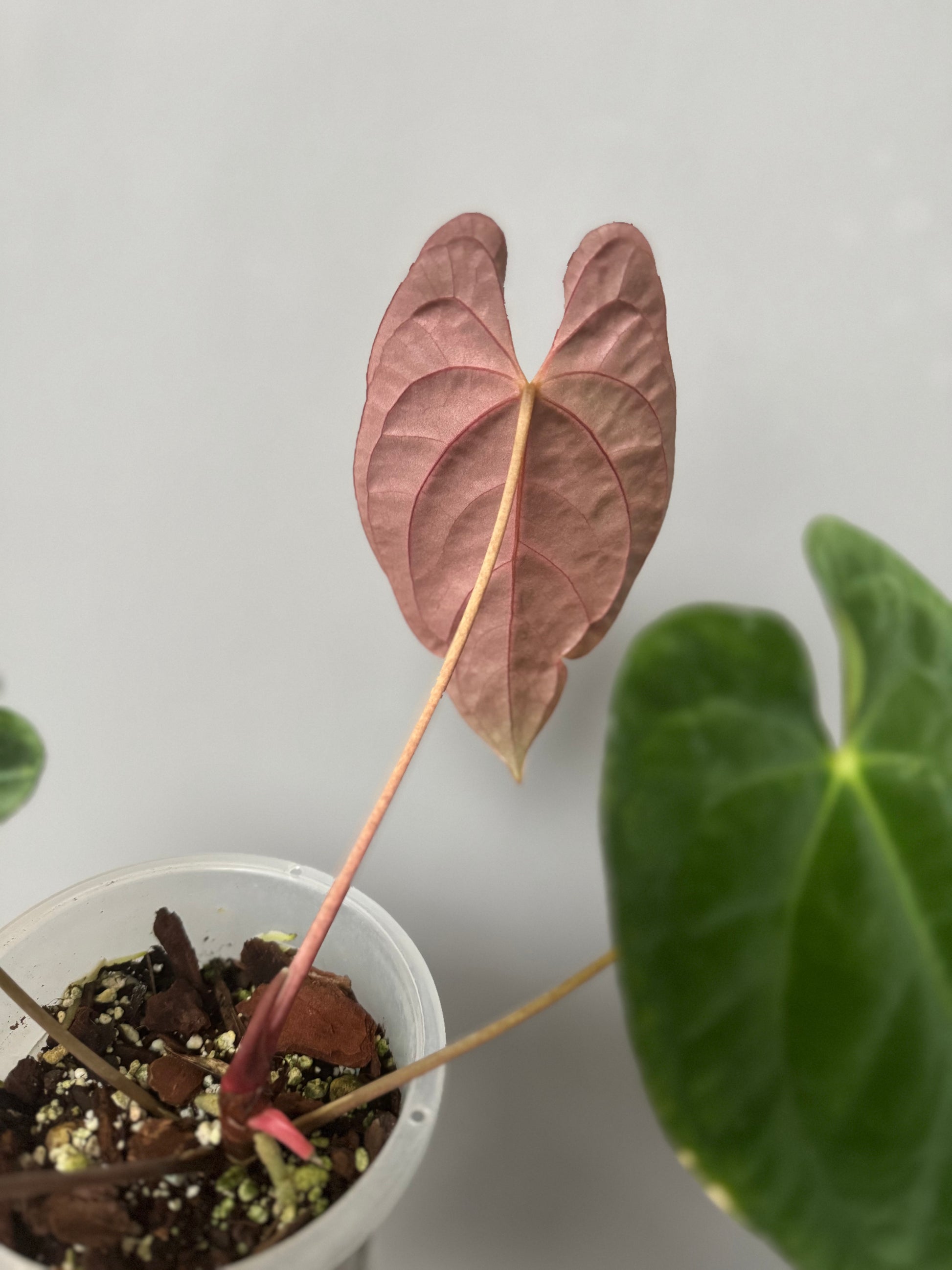 Anthurium Papillilaminum T6xT7