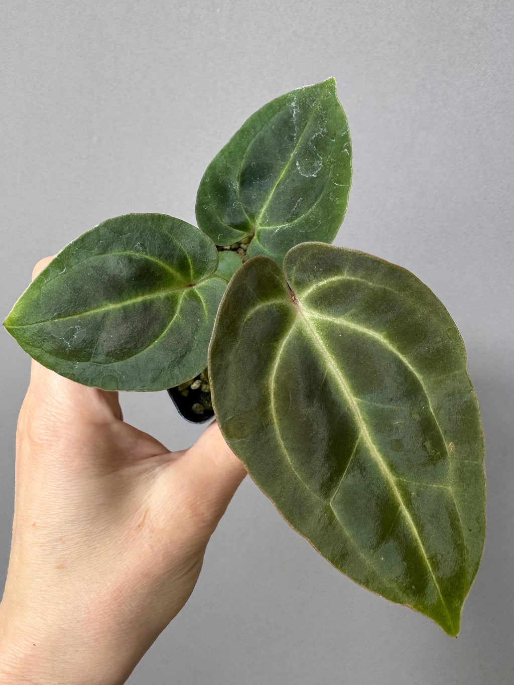 Anthurium Besseae aff. (#1)