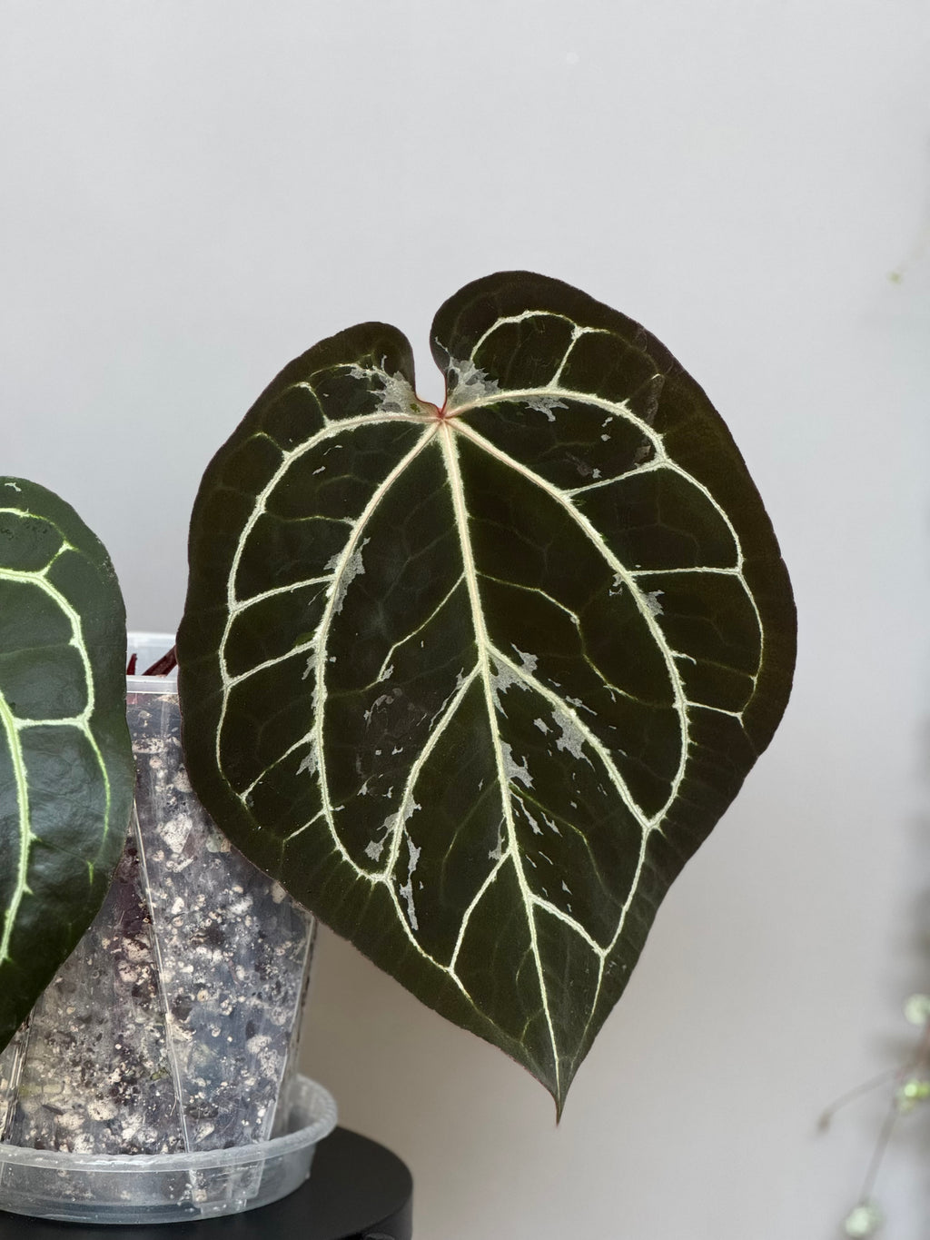 (NSE Red Crystallinum x Carlablackiae) x  RVDP Clone - gekeimte Samen