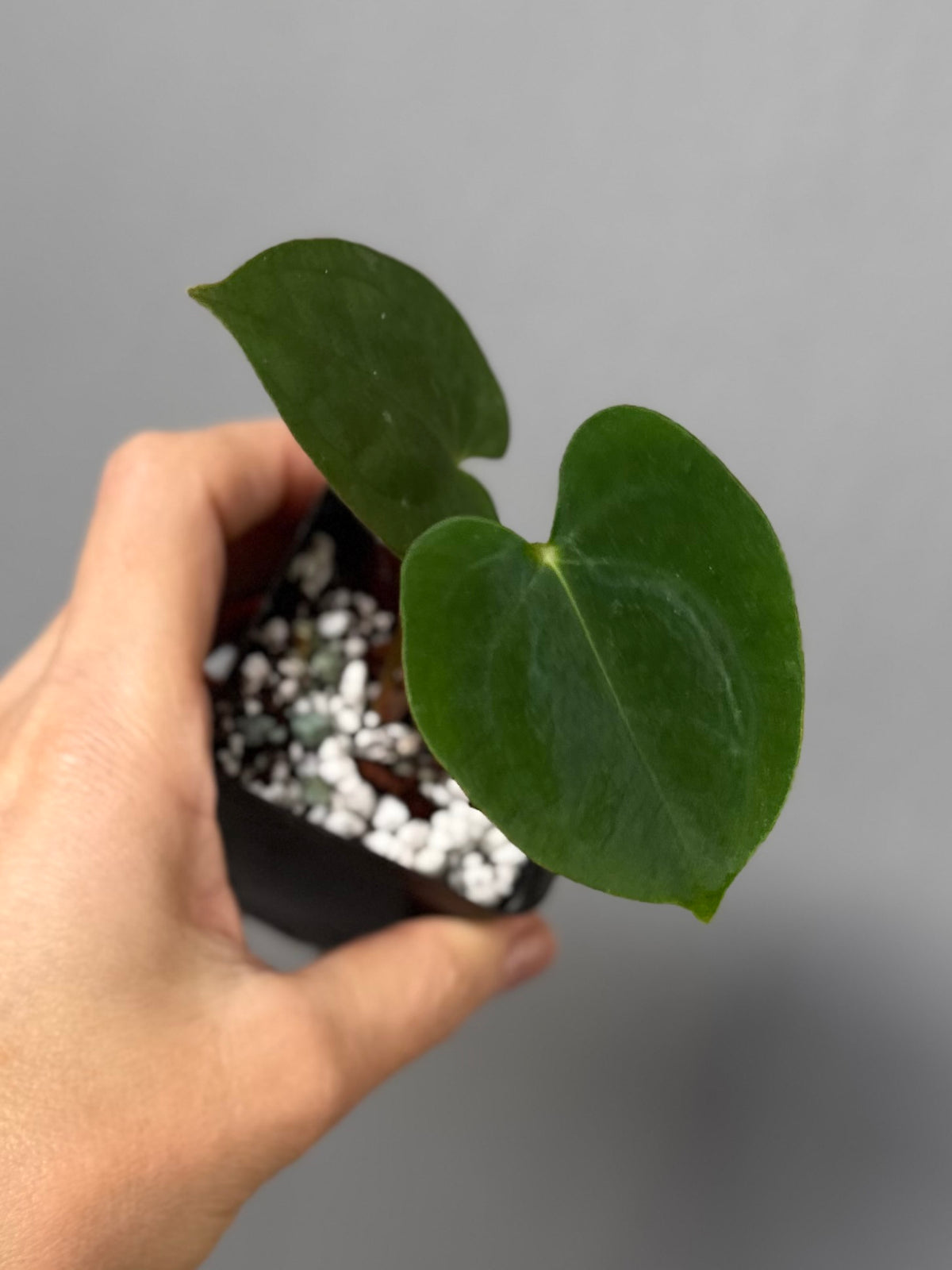 Papillilaminum T6xT7 (by 4aroids)