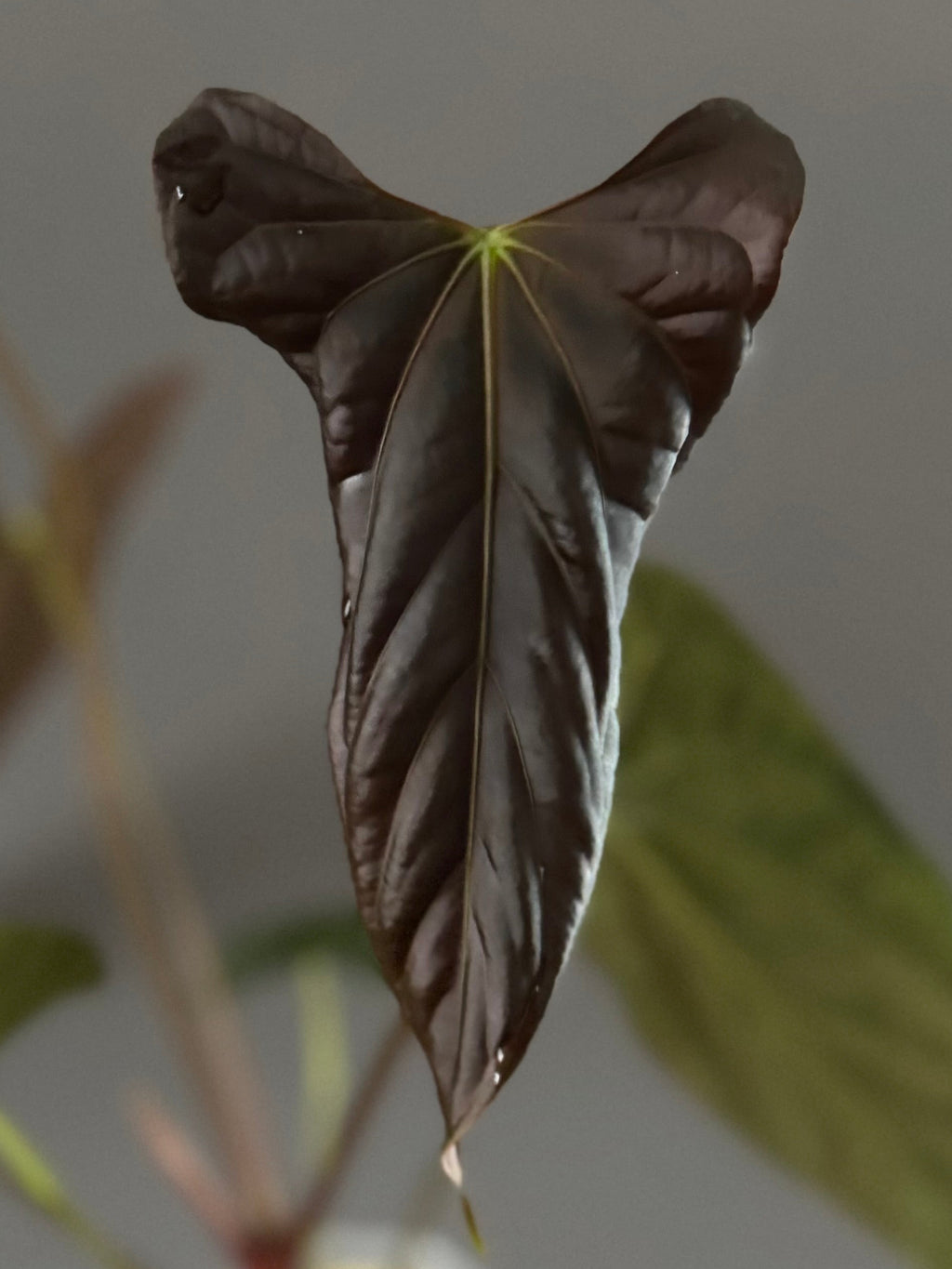 *Birthday SPECIAL* 2x Anthurium (Daniel x Besseae aff.) x (FSxRL)