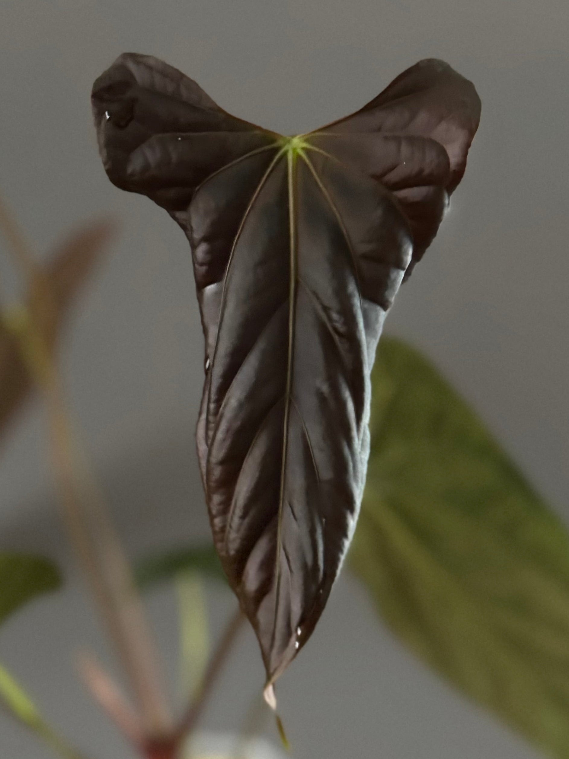 *Birthday SPECIAL* 2x Anthurium (Daniel x Besseae aff.) x (FSxRL)