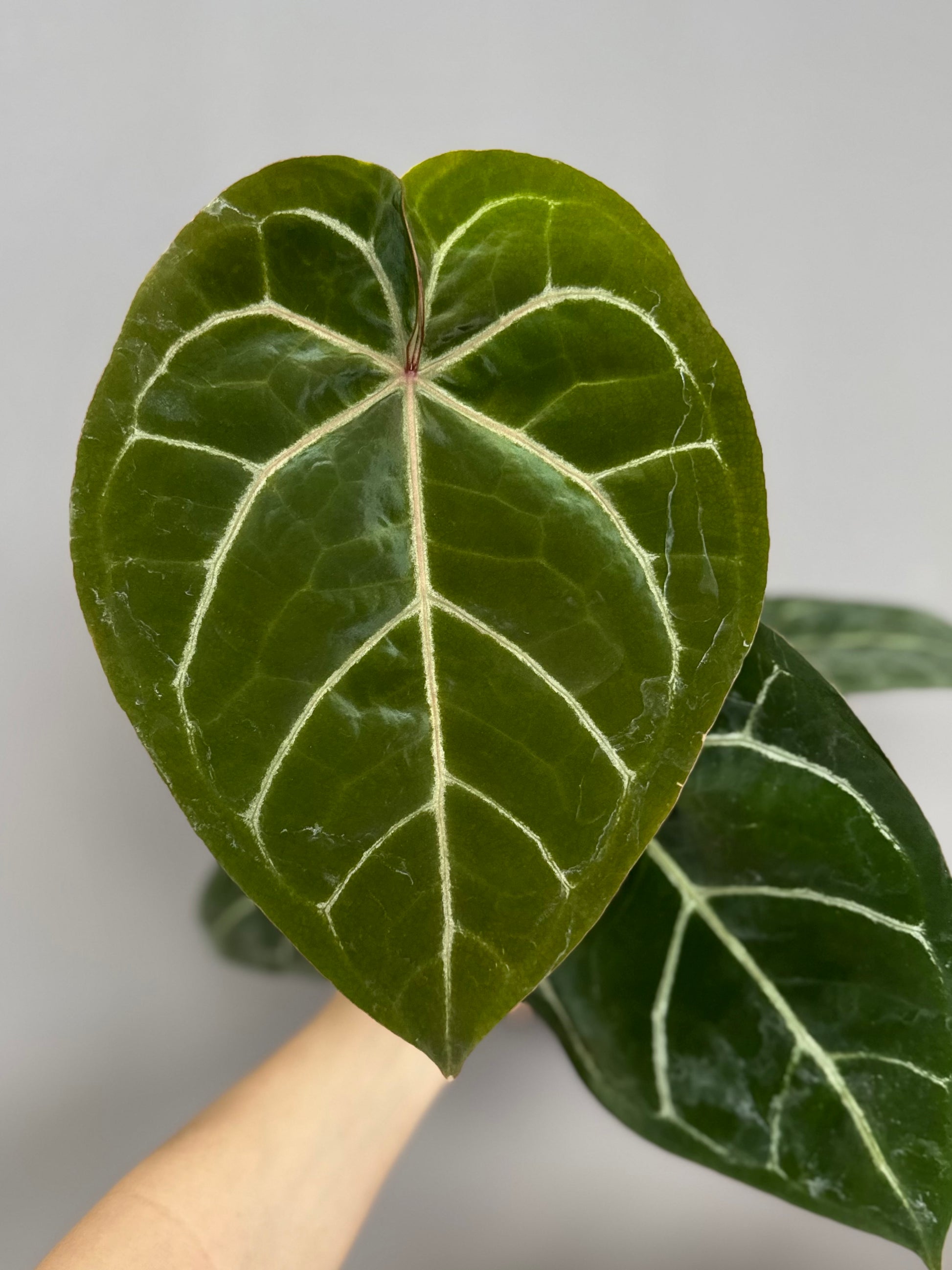 Anthurium ((magnificum x crystallinum) x NoID) X Michelle