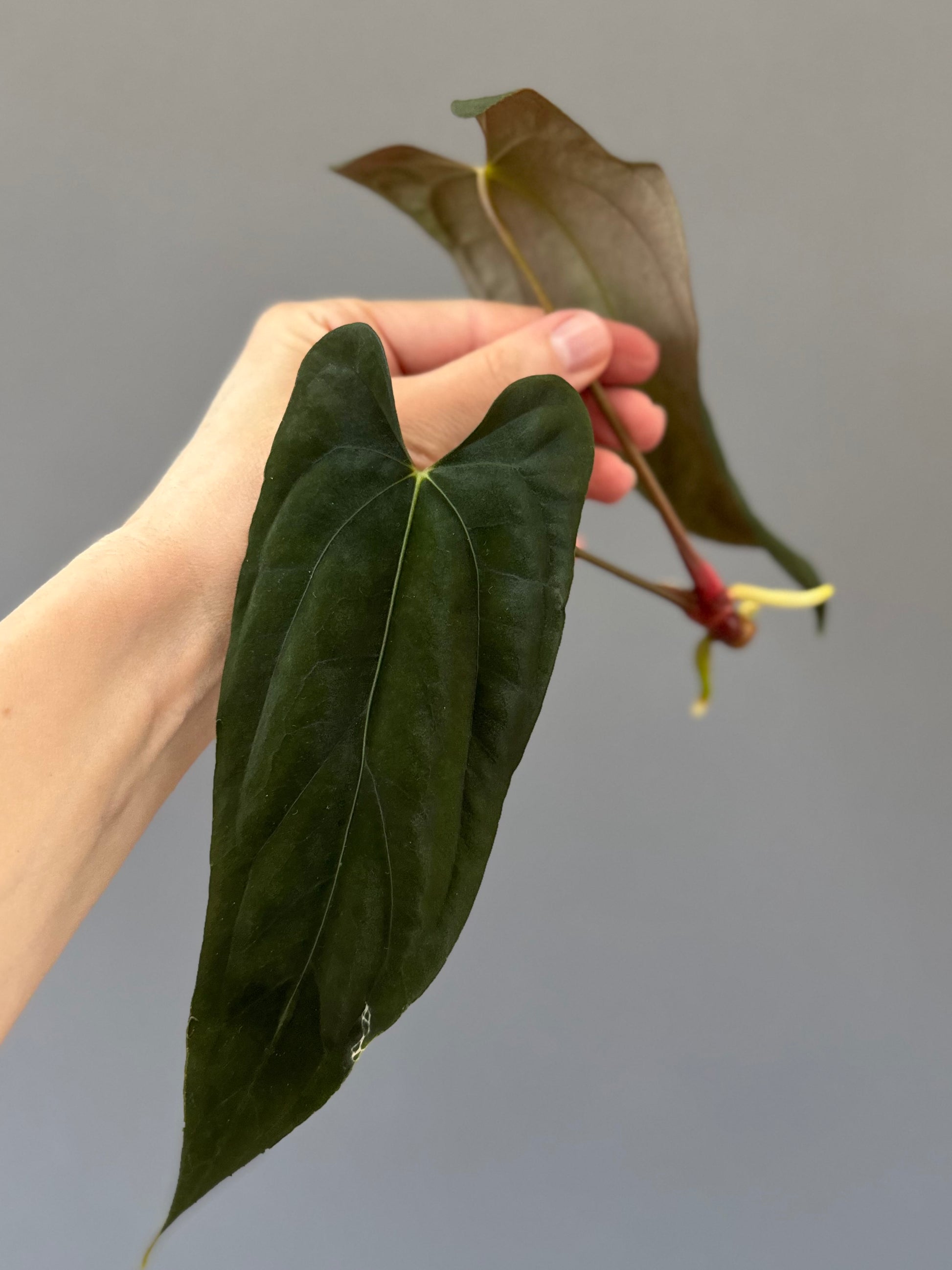 Anthurium FSxRL (by Jay Vannini) - Ableger