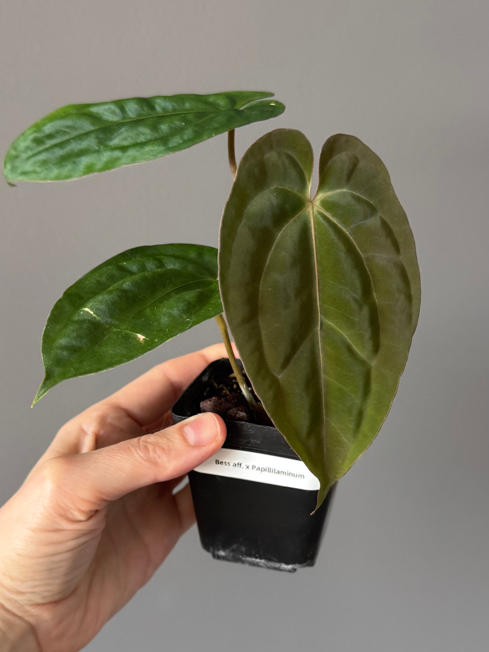Anthurium Besseae aff. x Papillilaminum