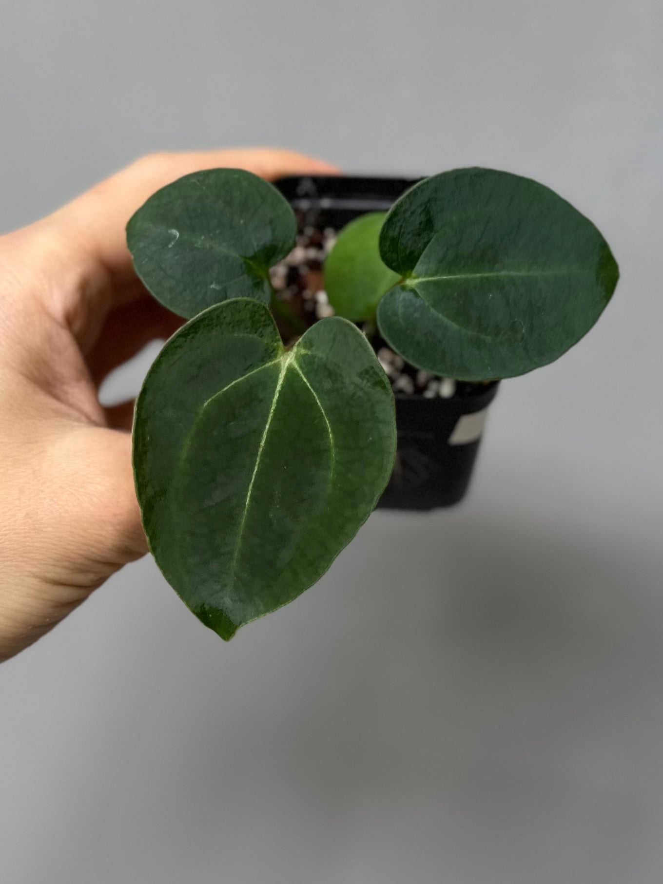 Anthurium (AOS x forgetii) x (NSE Red Crystallinum x Carlablackiae)