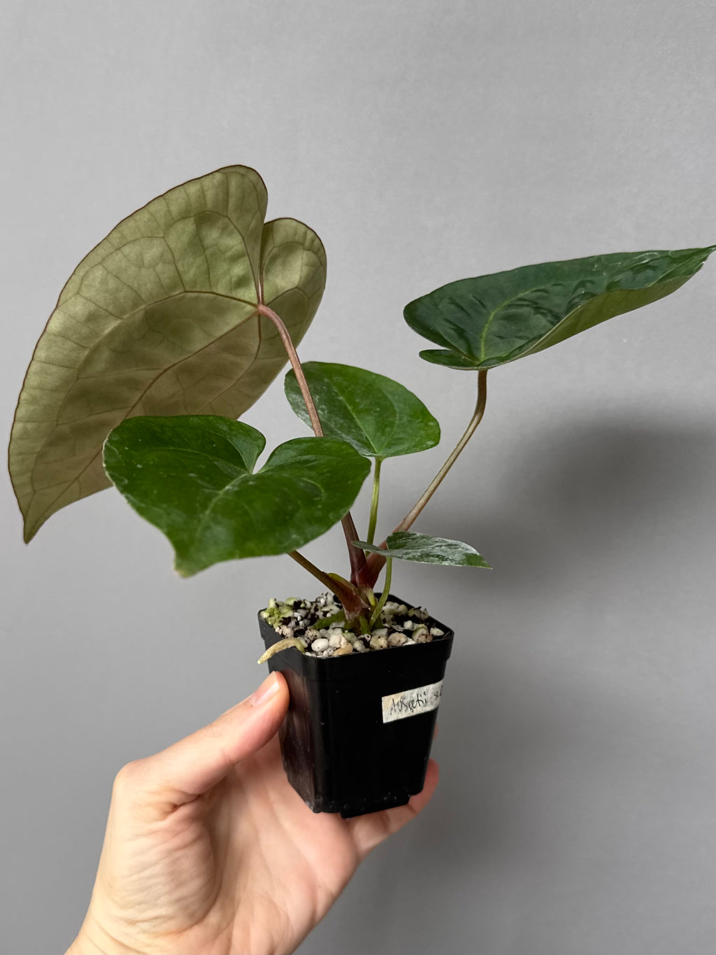 Anthurium (AOS x forgetii) x (NSE Red Crystallinum x Carlablackiae)