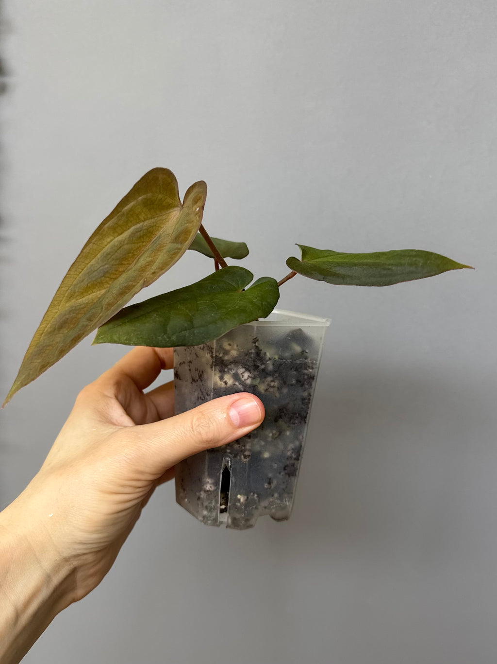 Anthurium BVEP x (Red Crystallinum x BVEP)