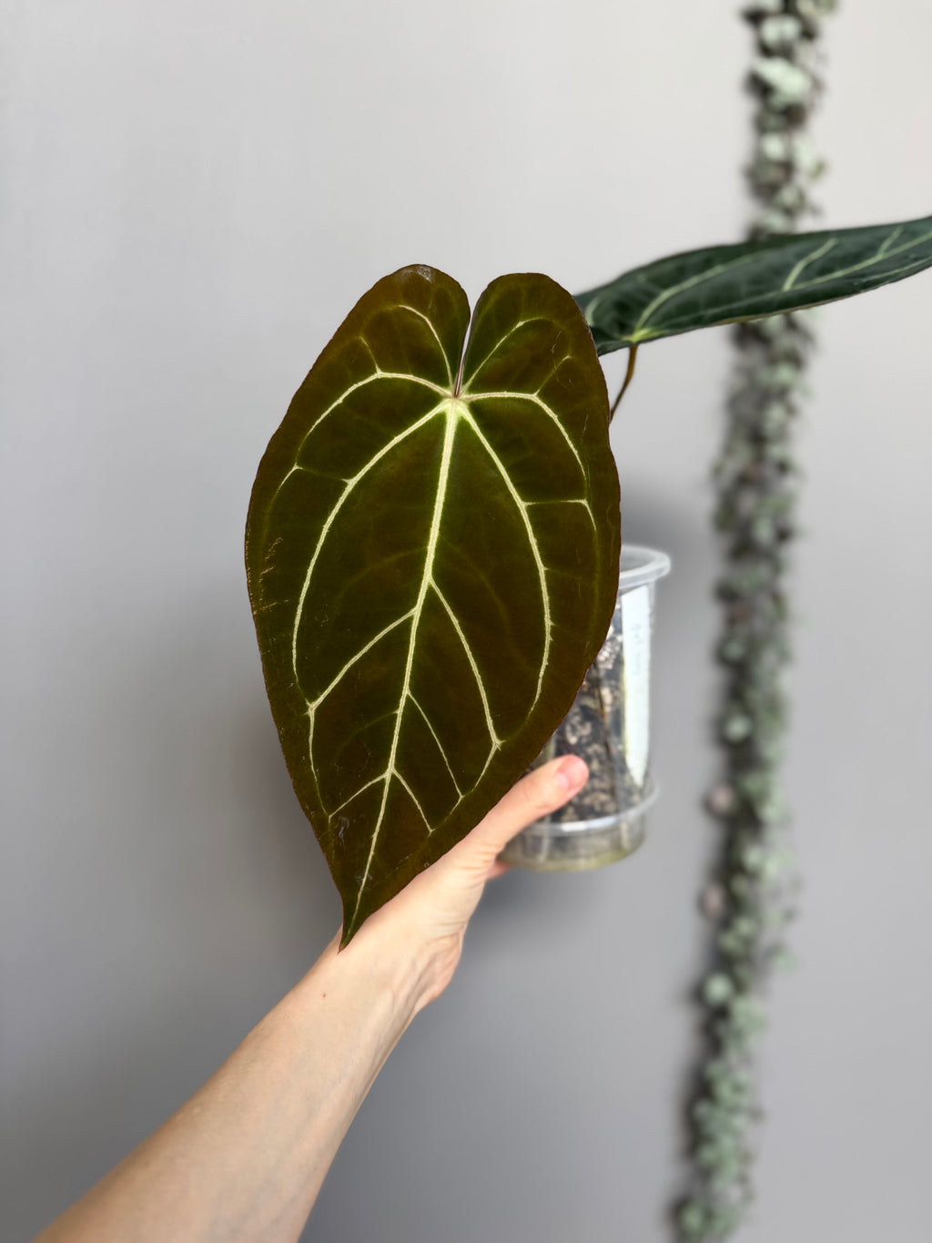 Anthurium NoID
