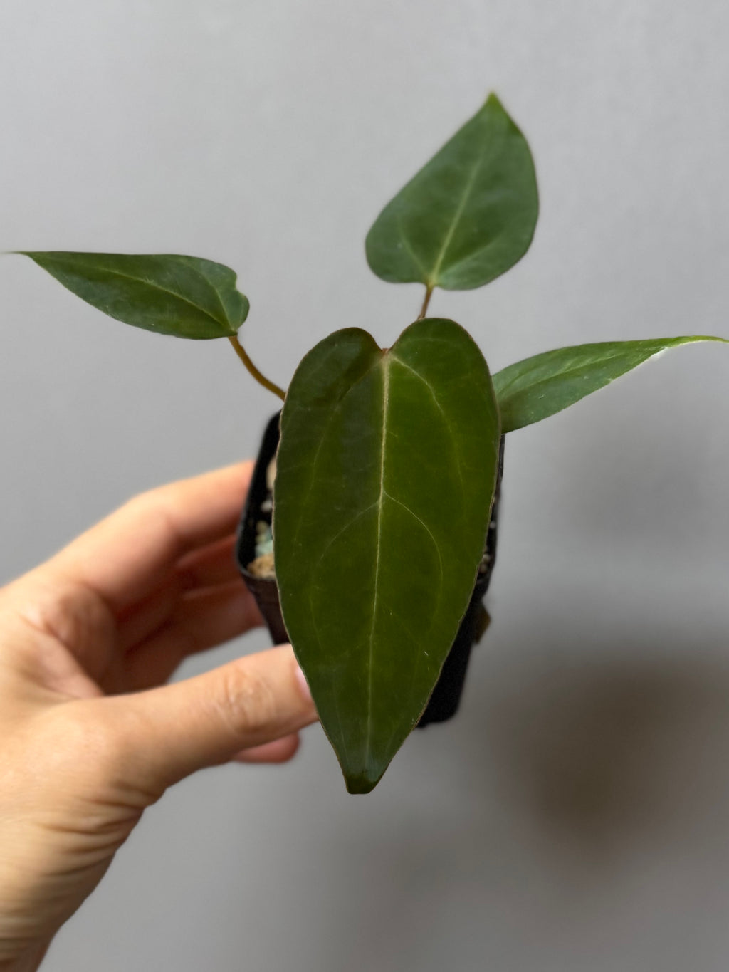 Anthurium (MagCrystal x NoID) x Papillilaminum