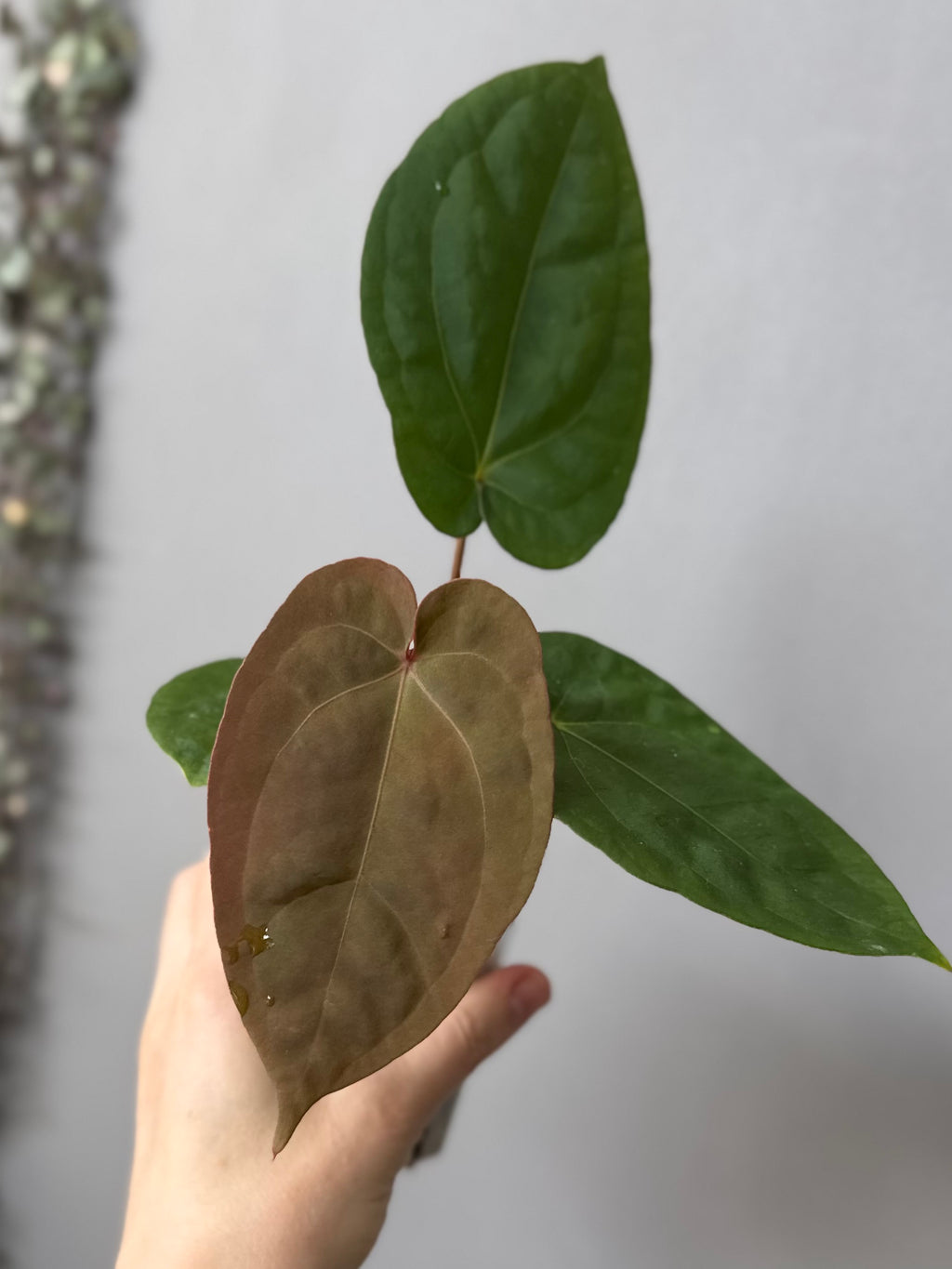 Anthurium Eastern dressleri x (Michelle Hot Pink x RVC) (#2) (by anthurium.aura)