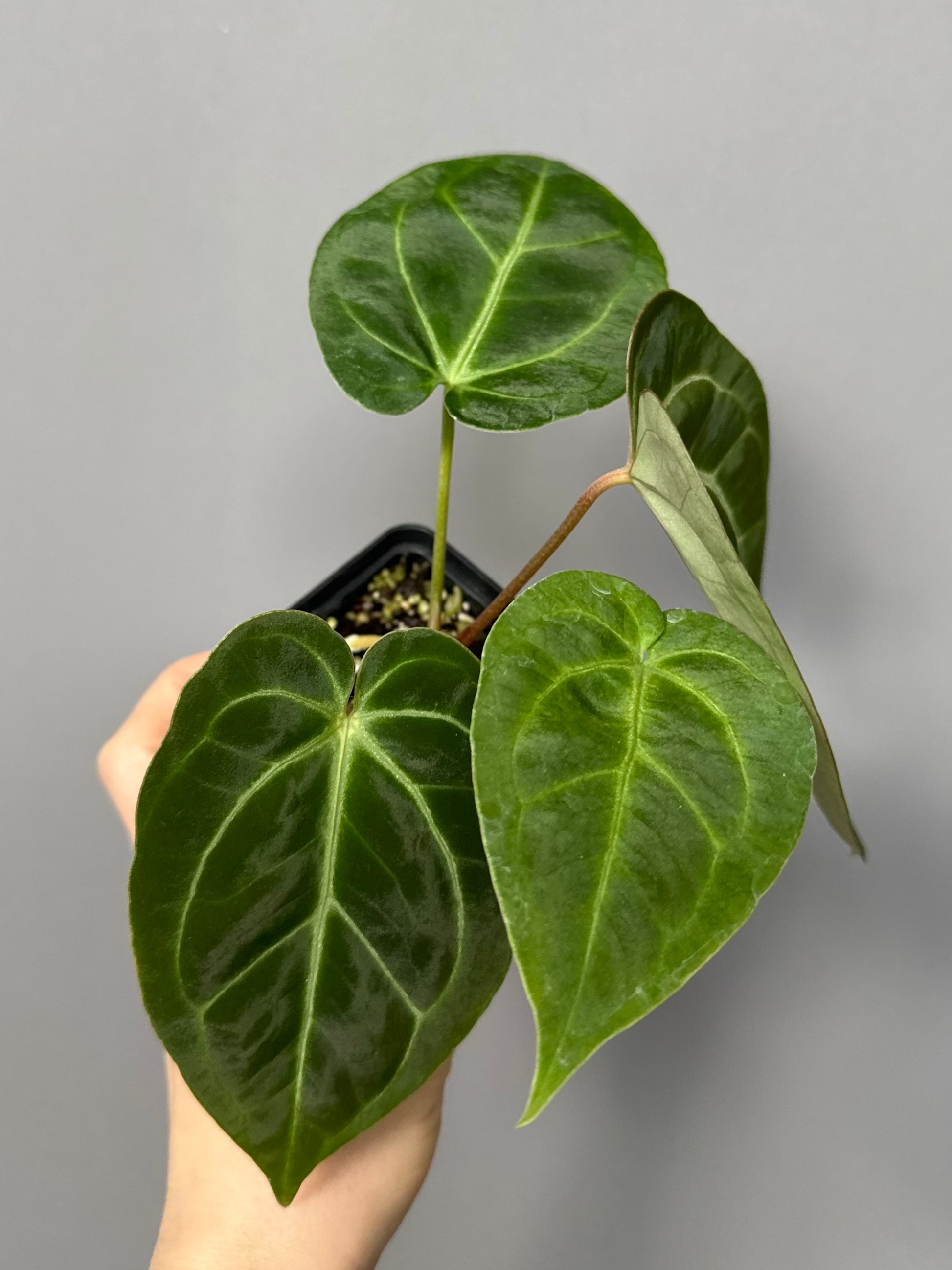 Anthurium magnificum x besseae aff.