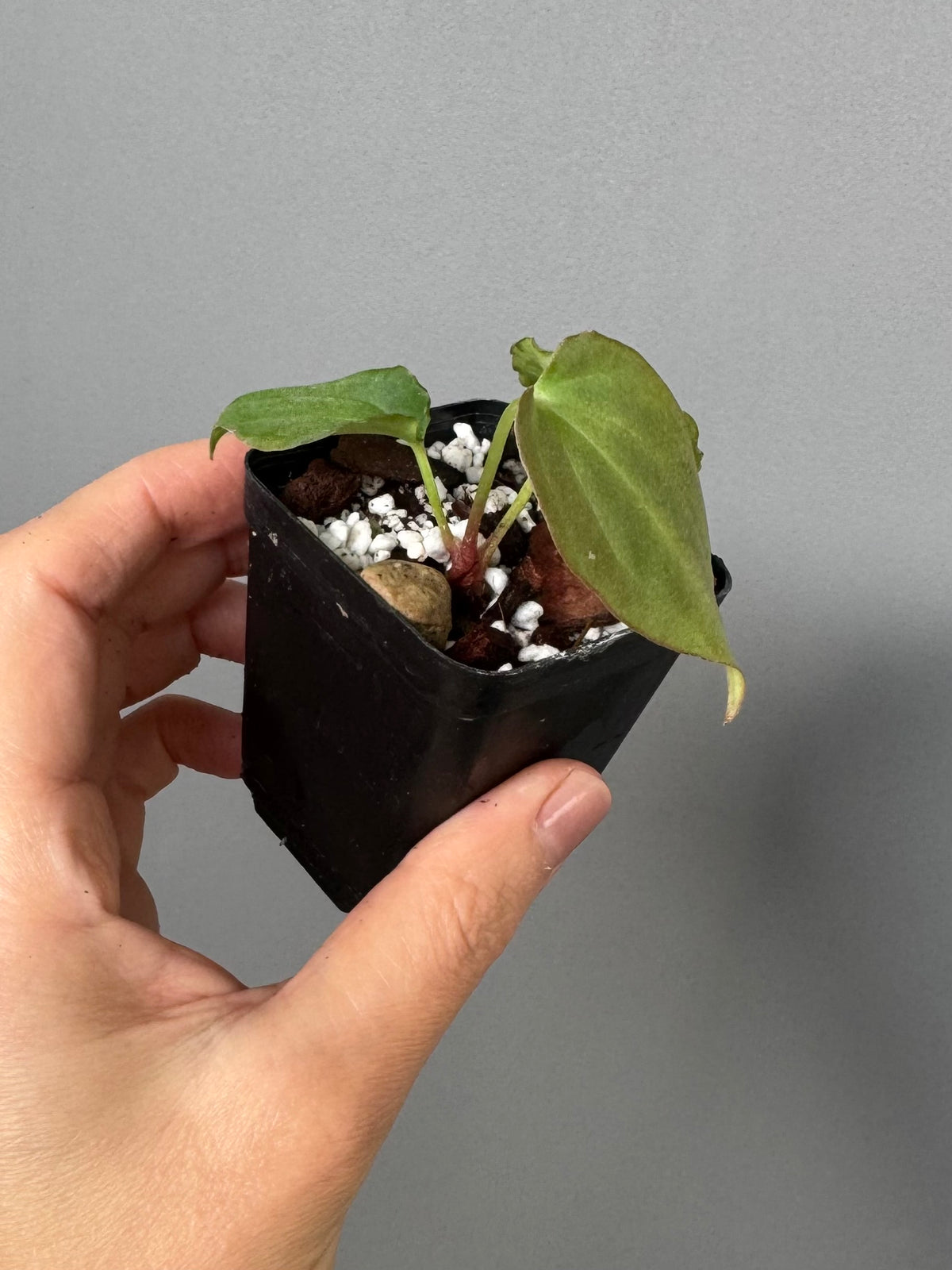 Anthurium BVEP ‘Purple Rain’ clone